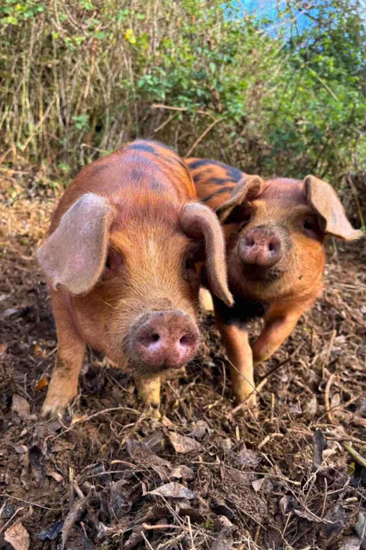 Oxford Sandy-Black Pigs on a UK Smallholding
