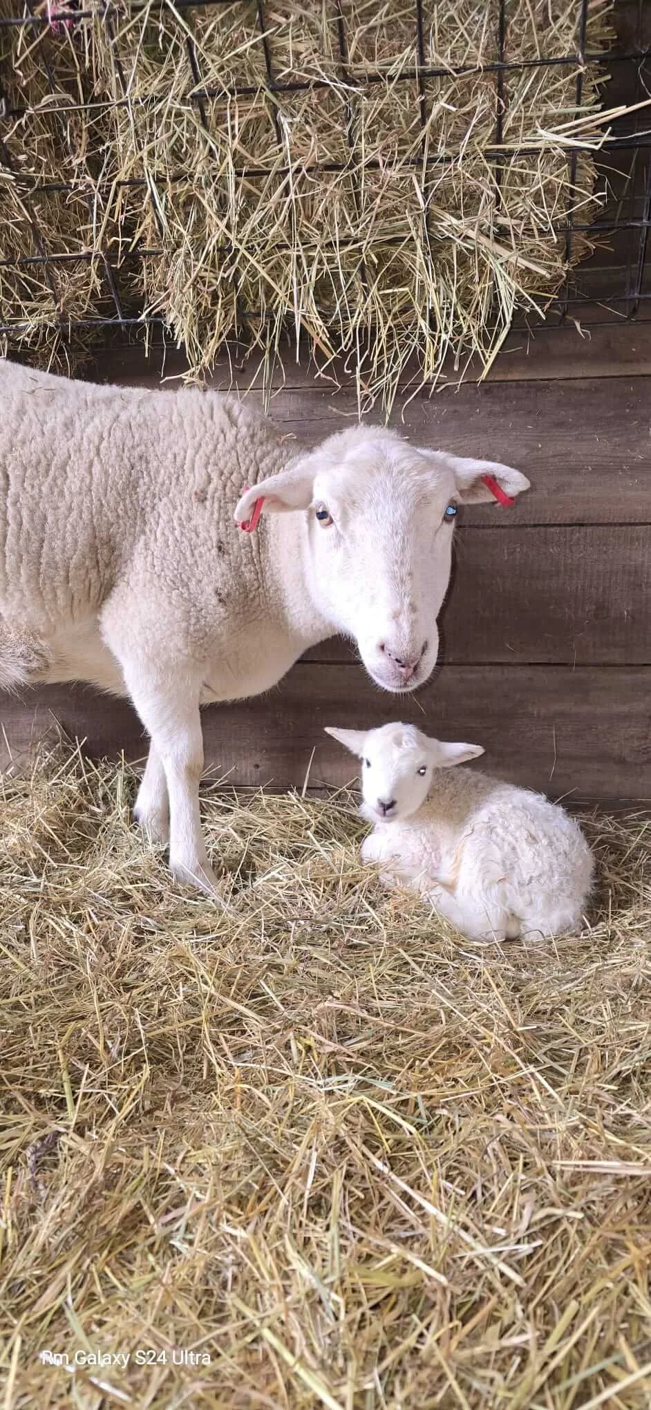 Ewe with her lamb on Green Fields Home Kill and Butchery's own smallholding