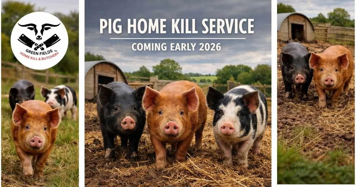 Different breeds and colours of pigs in a muddy field with a shelter walking towards the camera