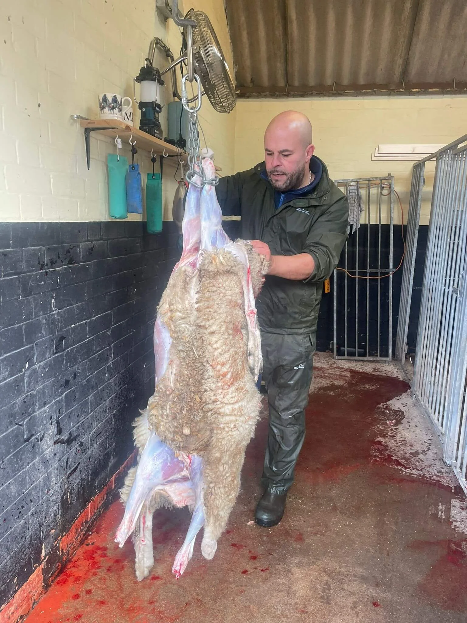 Richard, mobile slaughterman, skinning a large sheep during on-farm slaughter