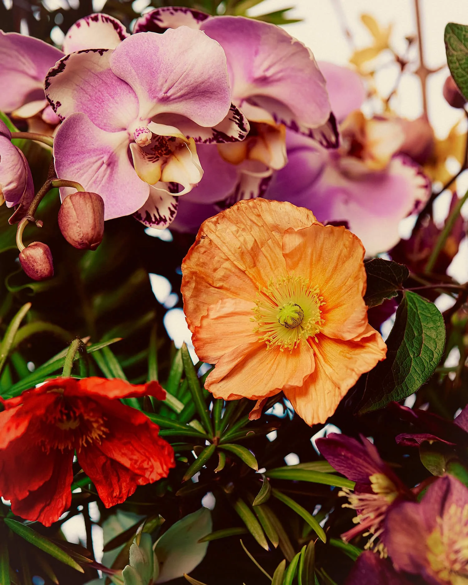 BL-Bloom-02.jpeg