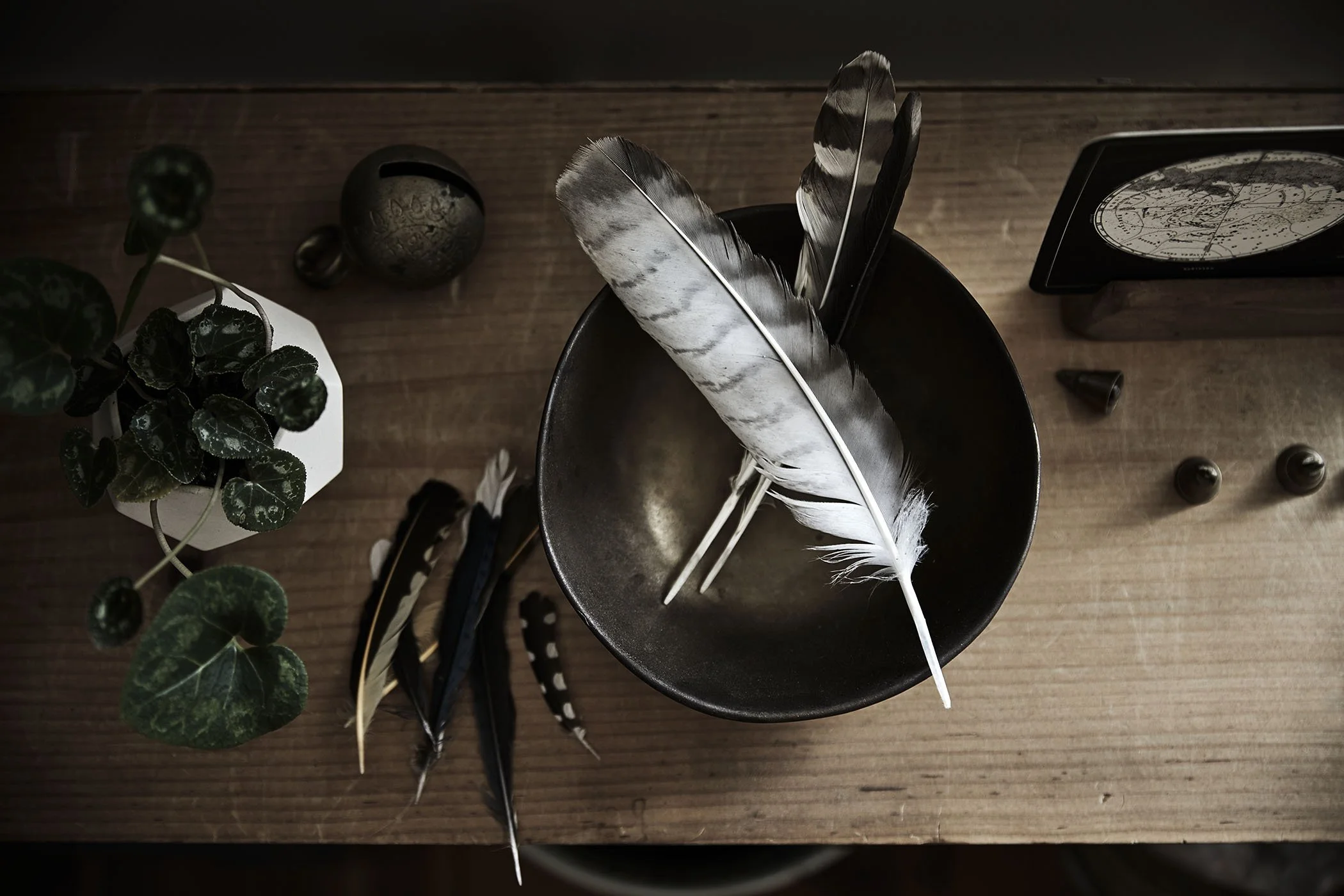 23_AMAP-Test-Feathers.jpg.jpeg