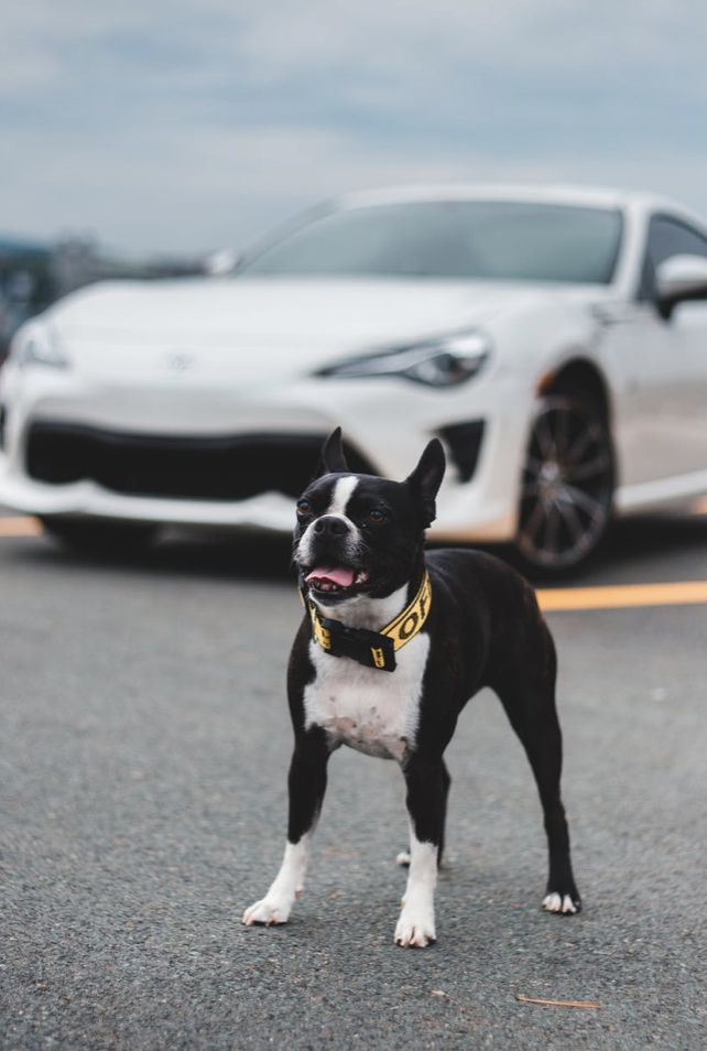 How to Keep Your Pets Safe in the Car