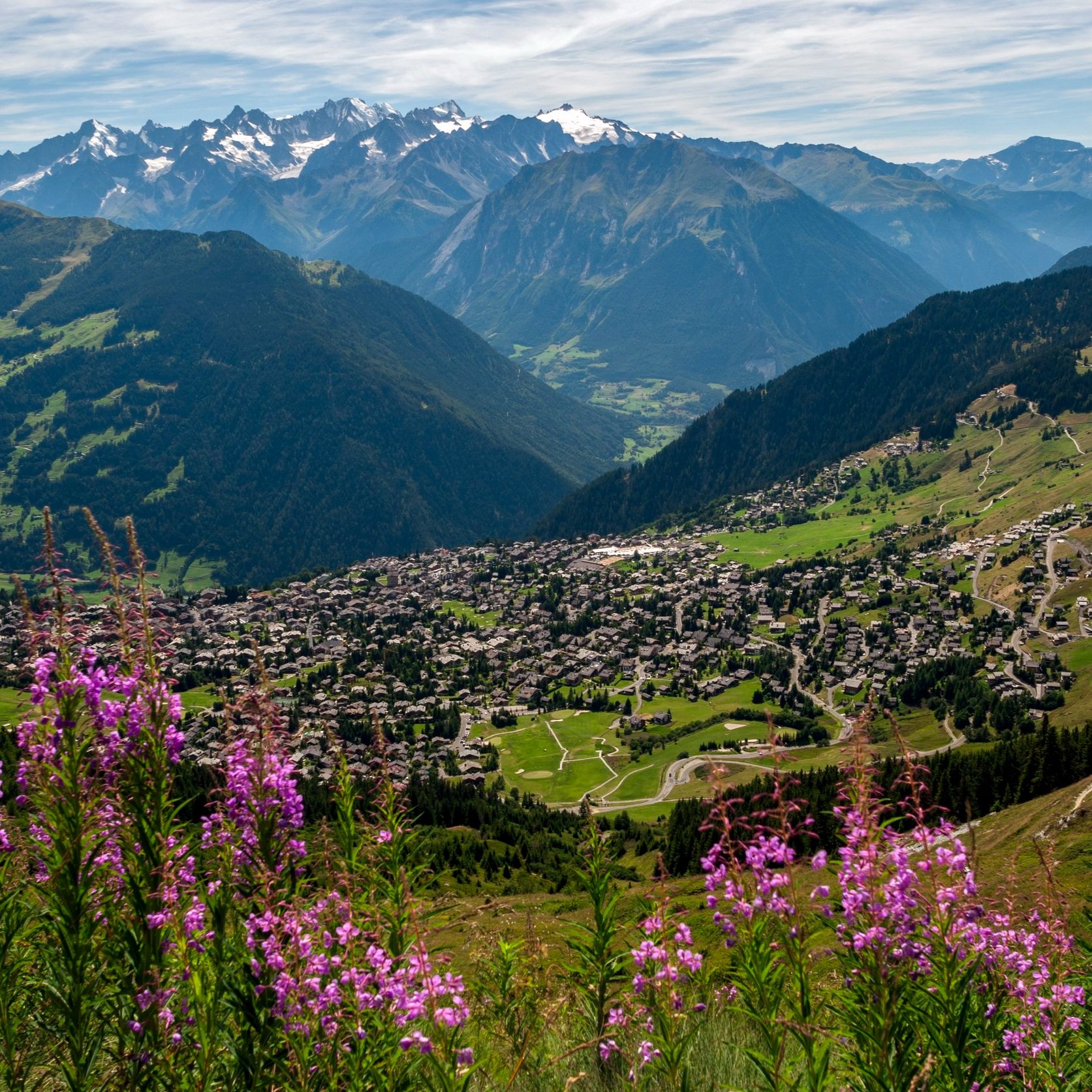 verbier_through_the_epilobes.jpg
