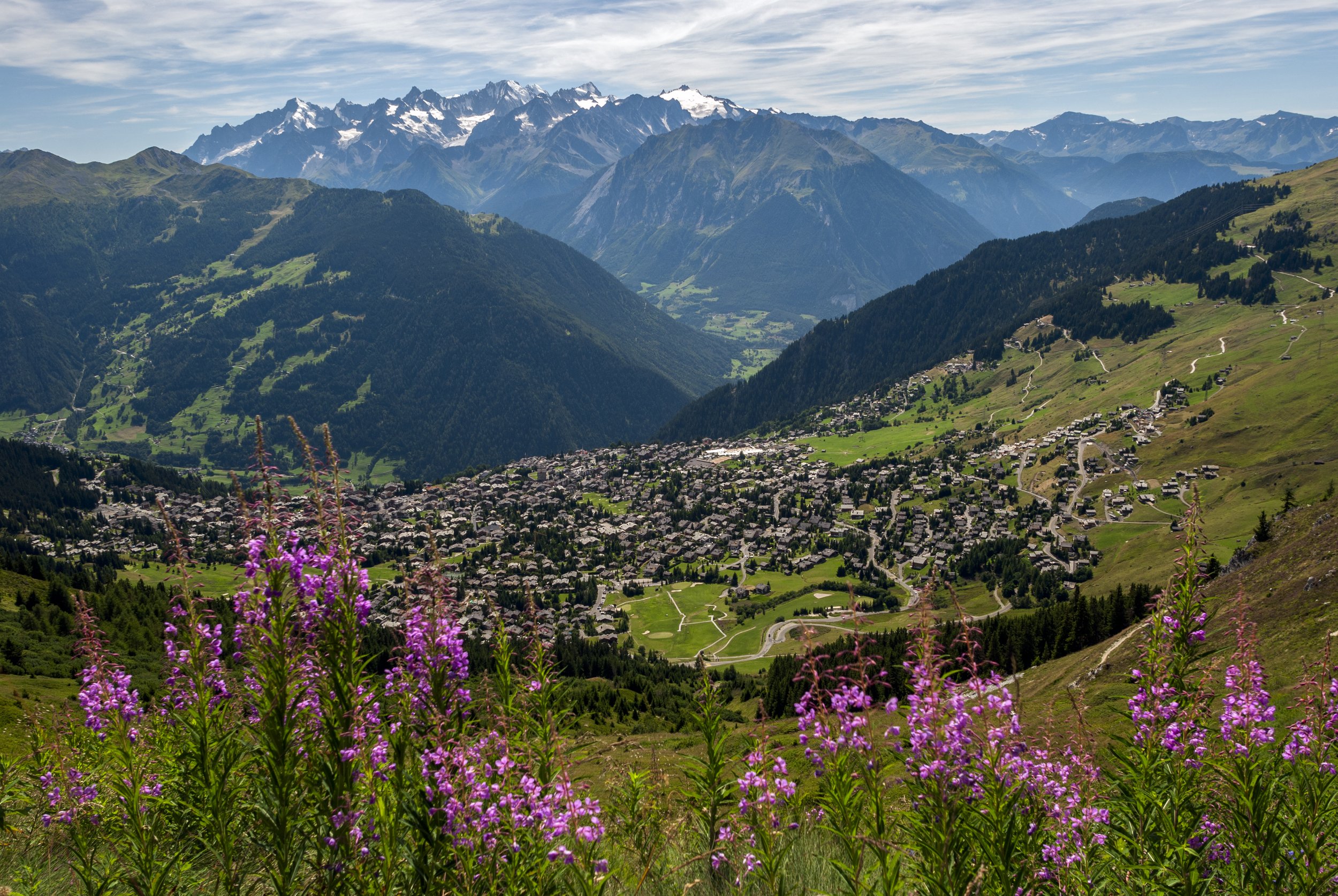verbier_through_the_epilobes.jpg