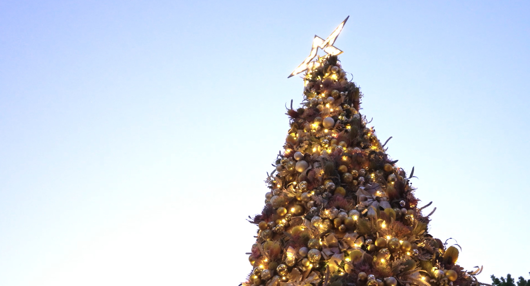 A magnificent, multi-tiered festive tree display illuminating the historic architecture of The Rocks, showcasing an elite, professional holiday setup that transforms the entire urban landscape into a golden-lit marvel.