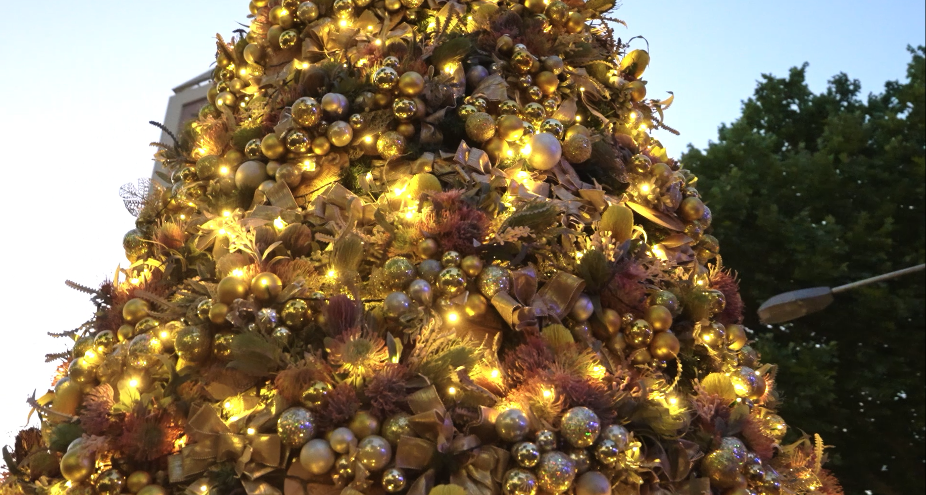 A premium holiday lighting design at The Rocks, showcasing a dense, multi-dimensional tapestry of precious champagne baubles and expertly styled Australian flora shimmering in soft amber starlight.