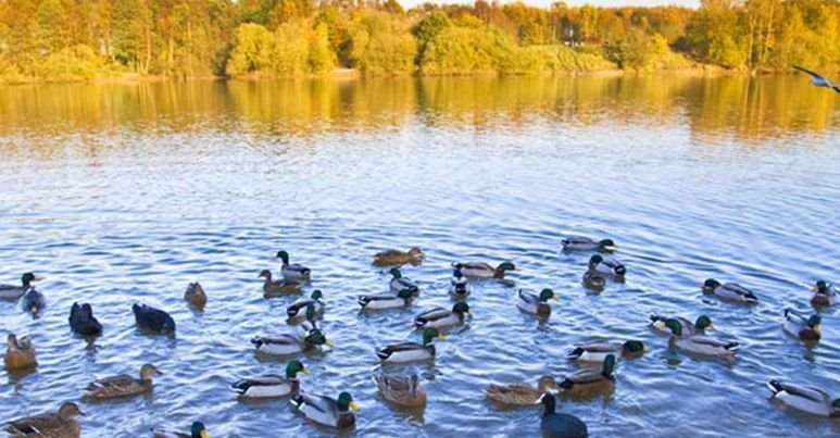 Small Holdings, Brereton Heath