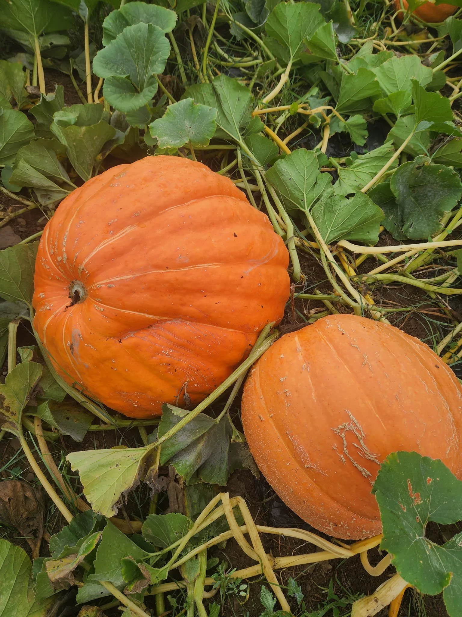 Two orange pumpkins on the ground among green leaves and vines.