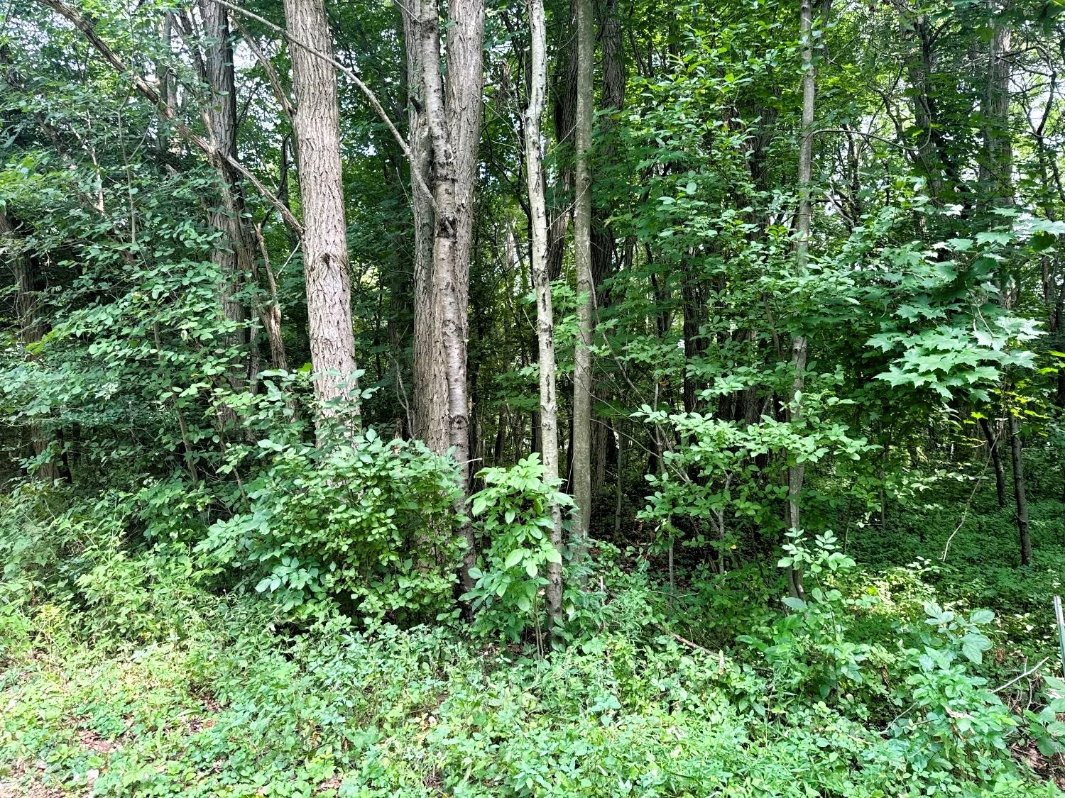 Tip-O-Thumb Subdivision Water Access Vacant Land