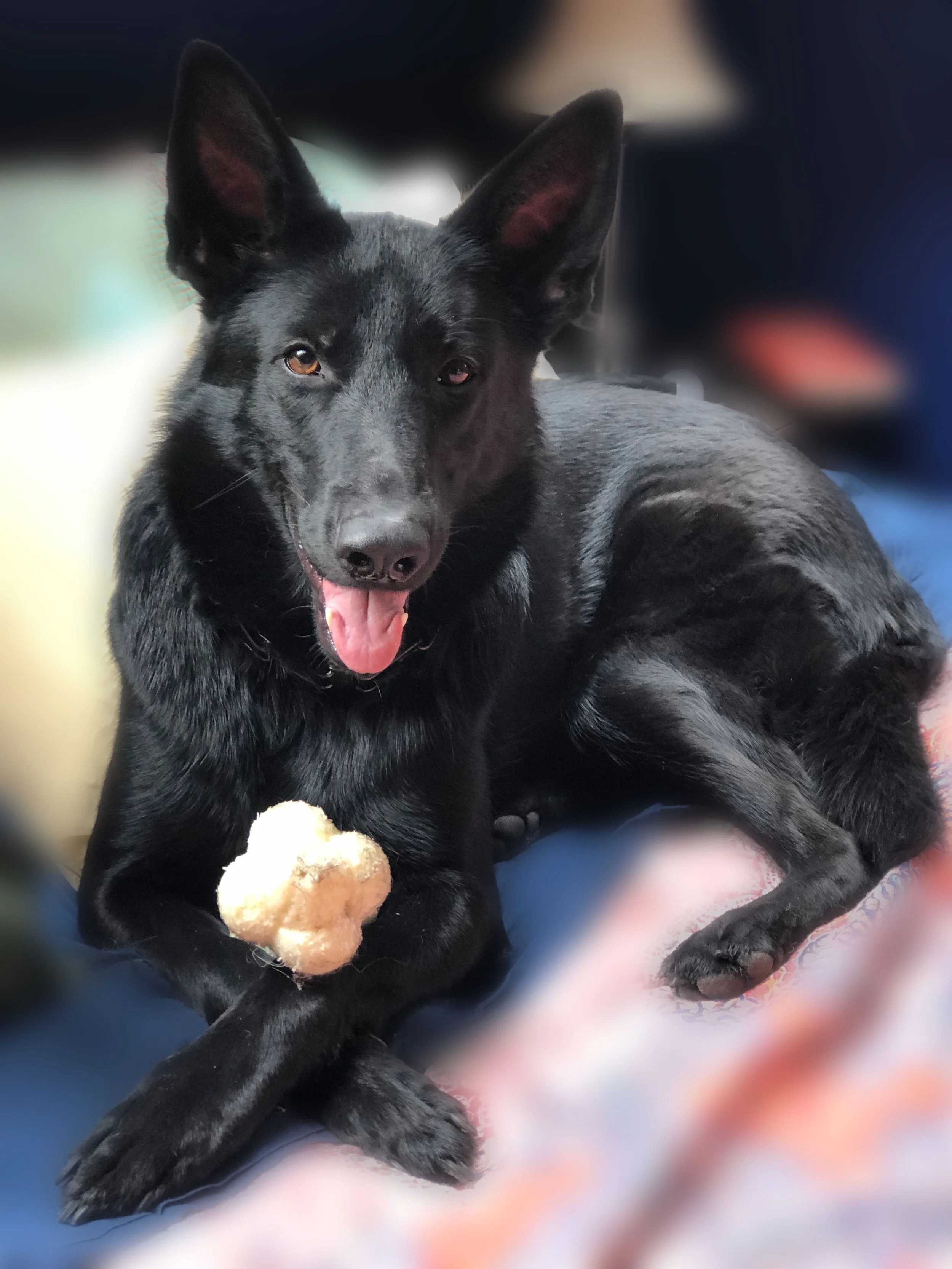 A black dog with large ears lying on a blanket, holding a ball in its front paws, and panting with its tongue out.