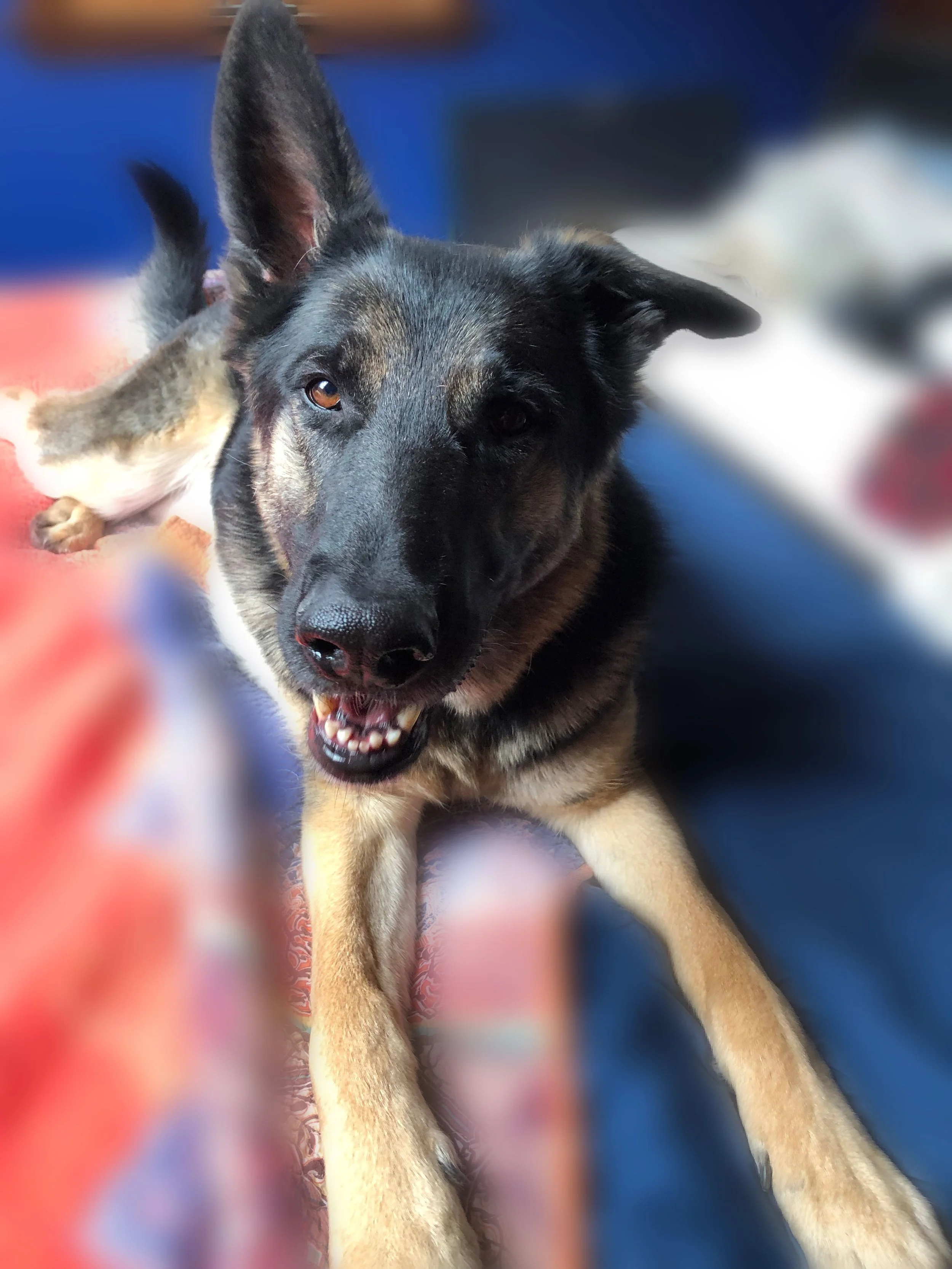 Close-up of a German Shepherd mix dog lying on a bed, looking at the camera with its mouth slightly open.