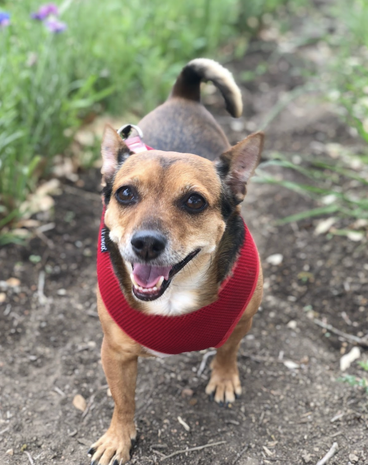 Smiling small brown dog with black markings on a dirt path, wearing a red harness, walking in a green outdoor area.