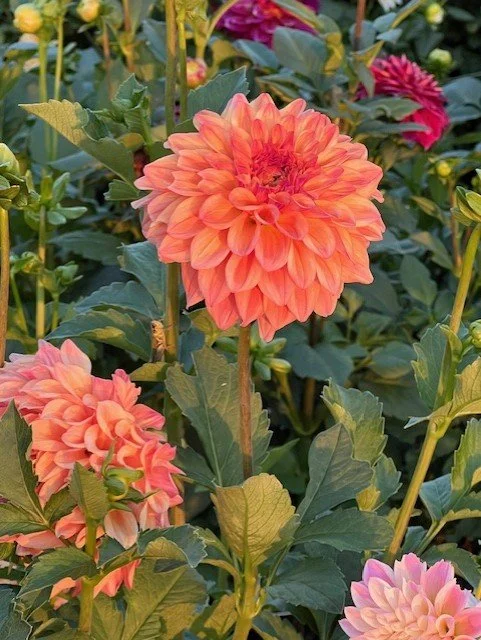 Fresh Cut Flower Subscription