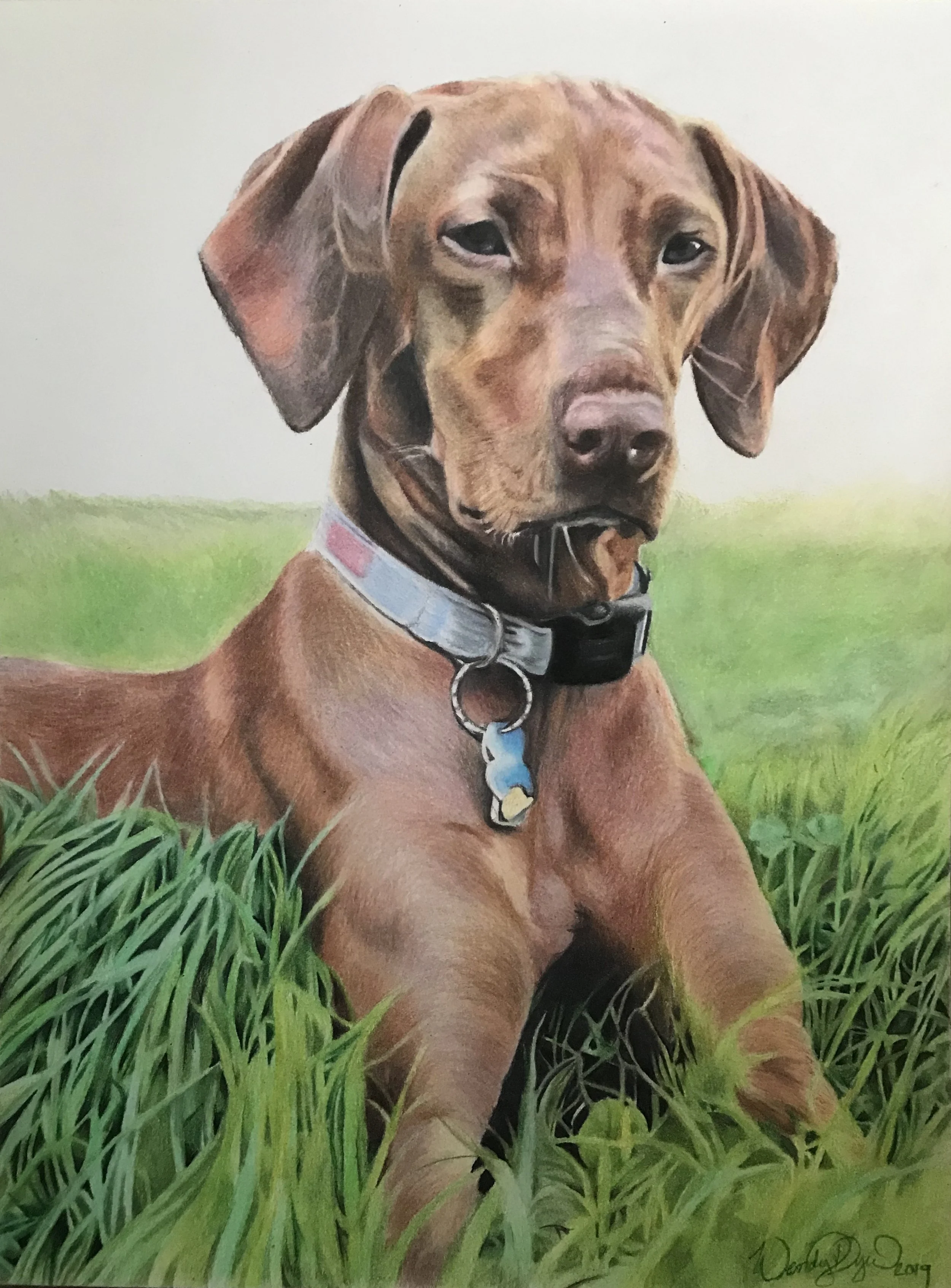 vizsla-dog-in-grass-portrait-pet-colored-pencil-photorealism-wendy-dyer.JPEG
