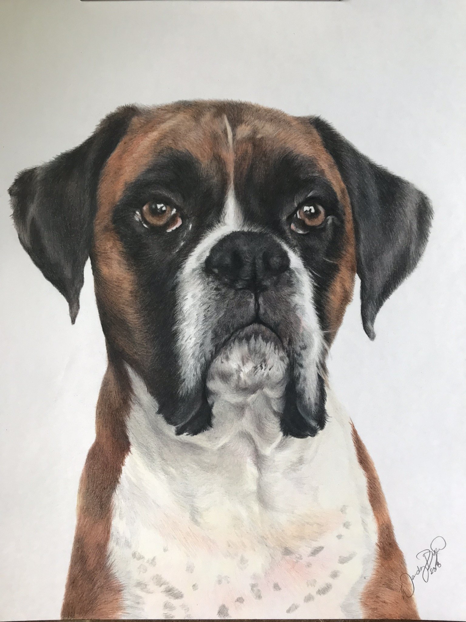 boxer-dog-drawing-colored-pencil-portrait-photorealistic.JPEG