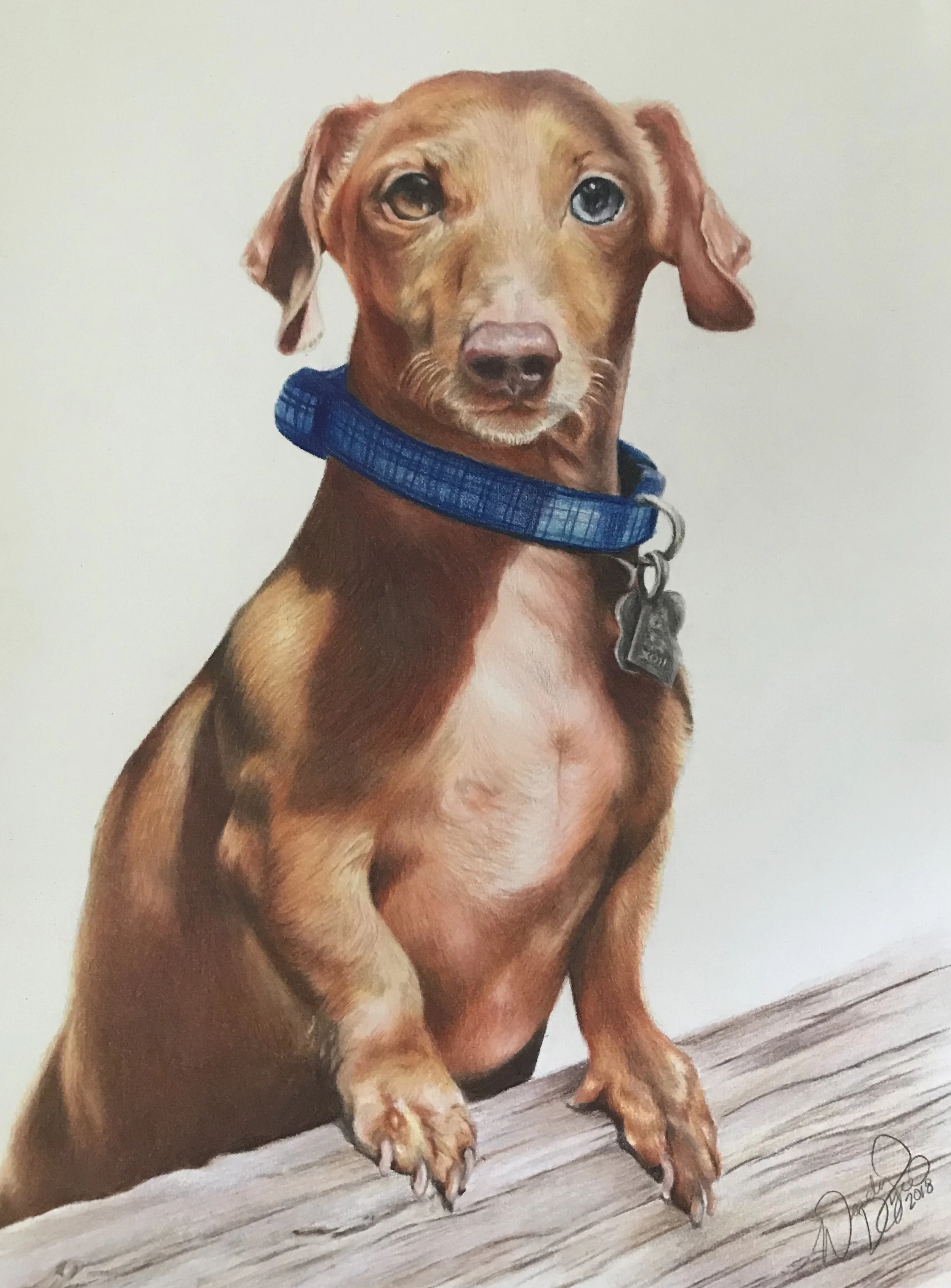 weiner-dog-dachshund-pet-portrait-colored-pencil-drawing-art-wendy-dyer.JPEG