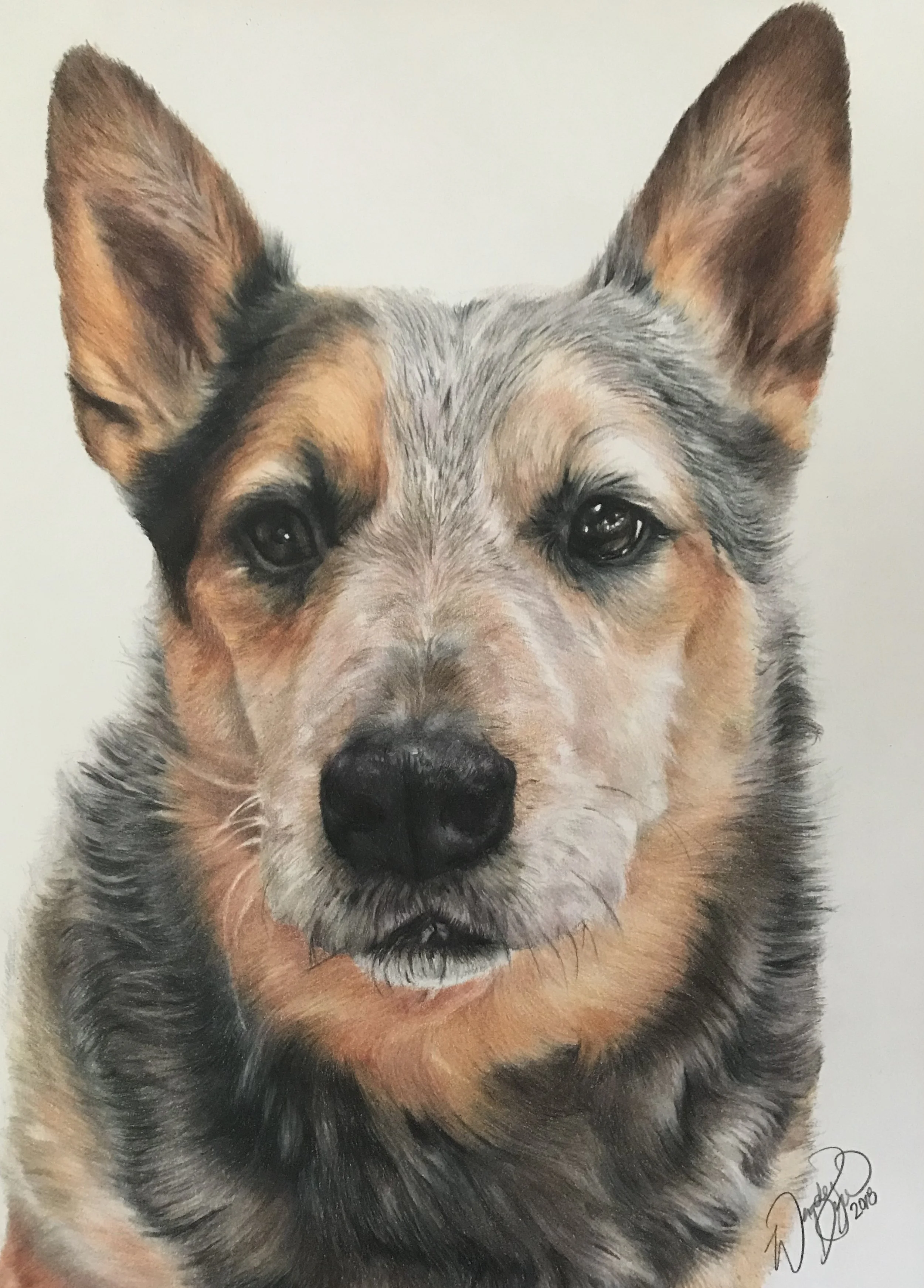Australian-cattle-dog-photorealism-drawing.jpg
