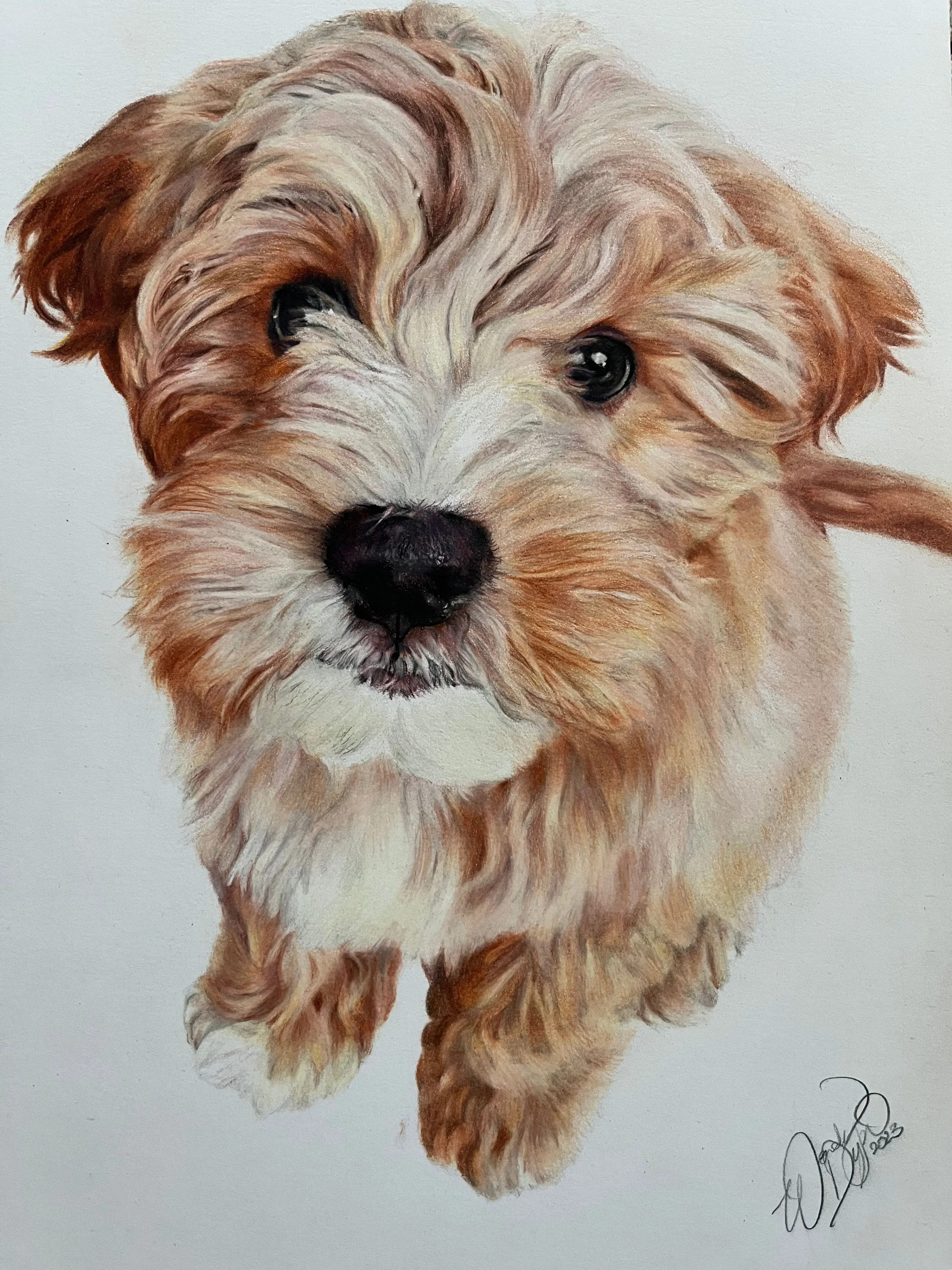 Cavapoo-colored-pencil-portrait-puppy-dog-photorealistic.jpg
