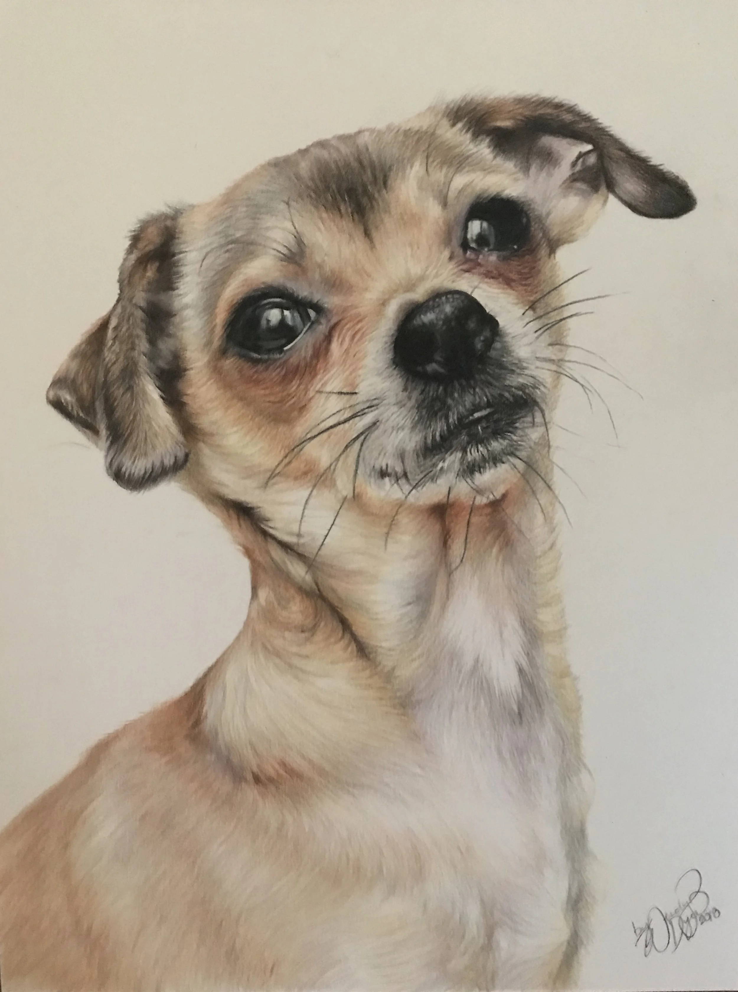 Chihuahua-photorealism-drawing-portrait.jpg