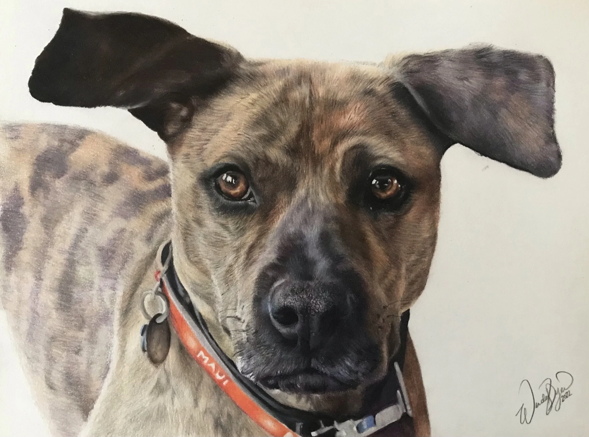 mixed-breed-brindle-coat-dog-portrait-photorealism-pet-colored-pencil.JPEG