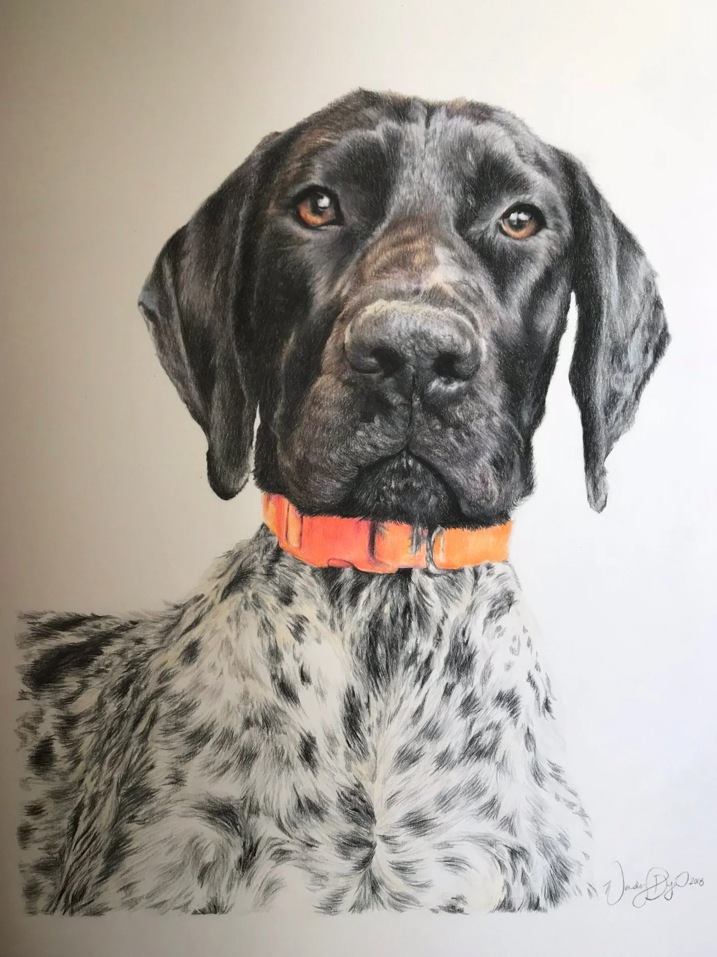 pointer-dog-portrait-drawing-colored-pencil-wendy-dyer.jpg