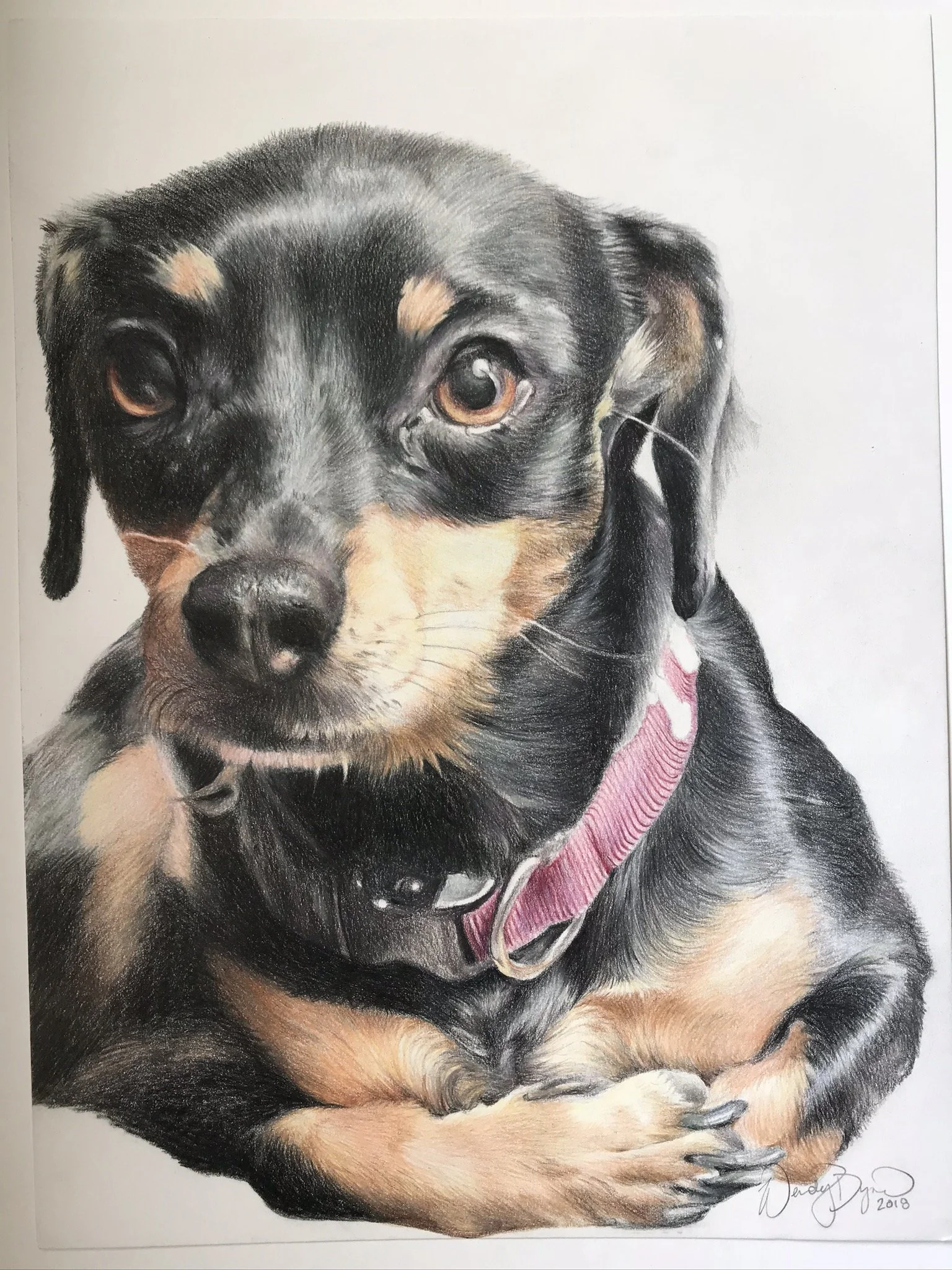 weiner-dog-dachshund-pet-portrait-close-up-colored-pencil-drawing-art-wendy-dyer.JPEG