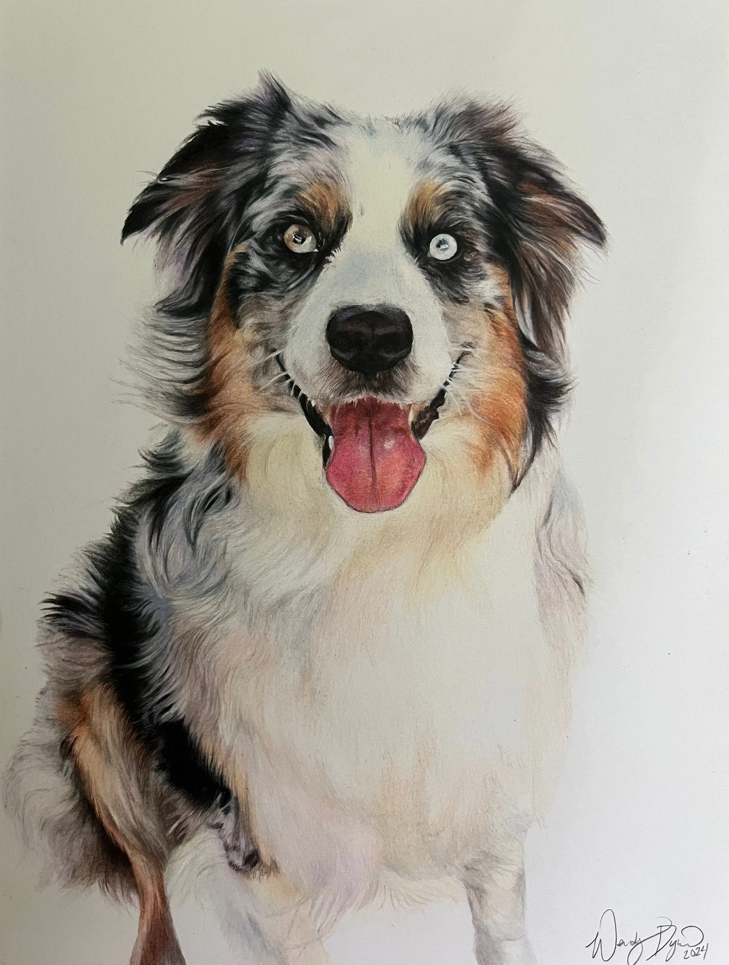 Australian-shepherd-dog-portrait-drawing-colored-pencil-photorealistic.jpg