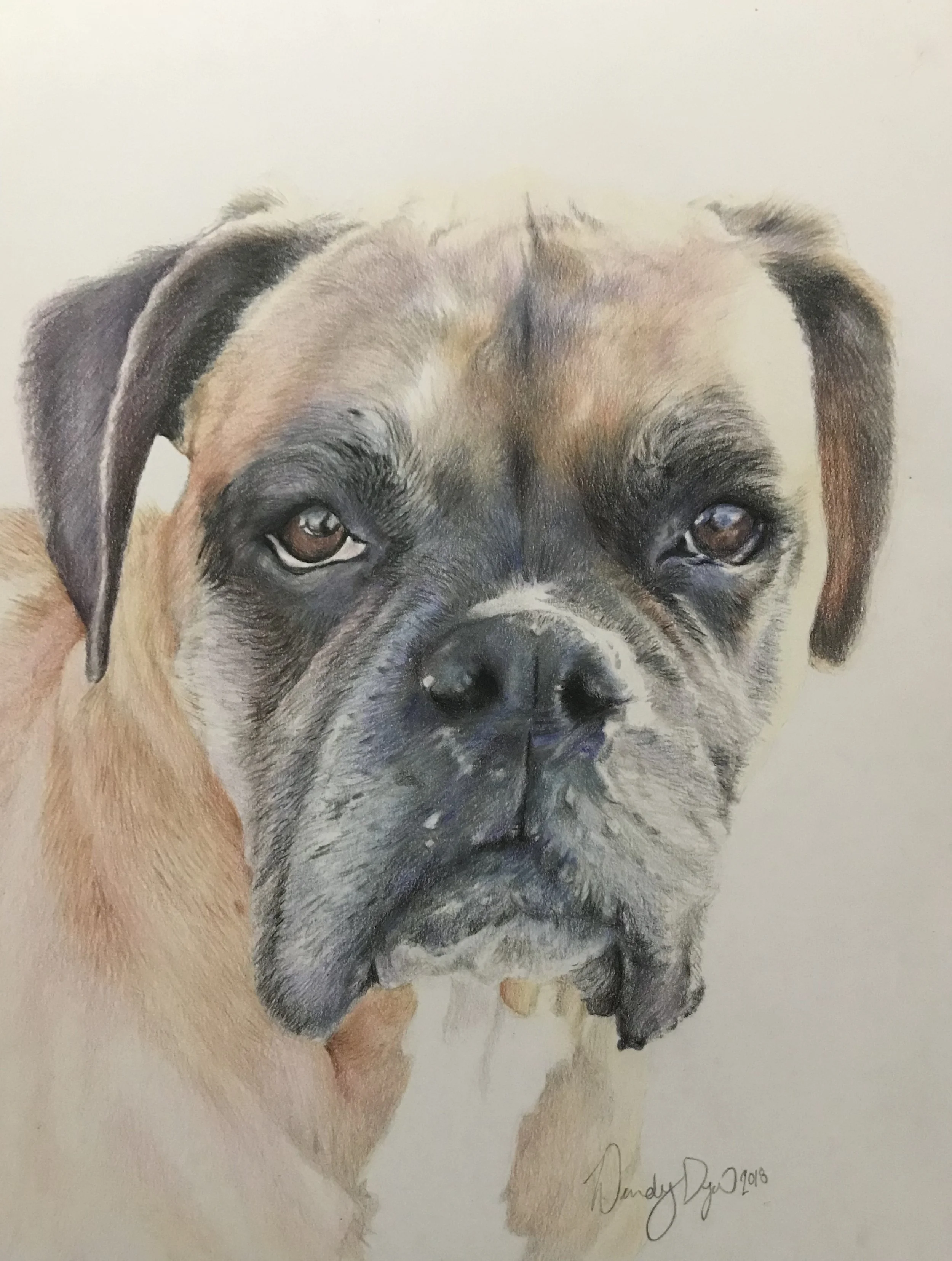 Boxer-photorealism-drawing-dog-portrait (1).jpg