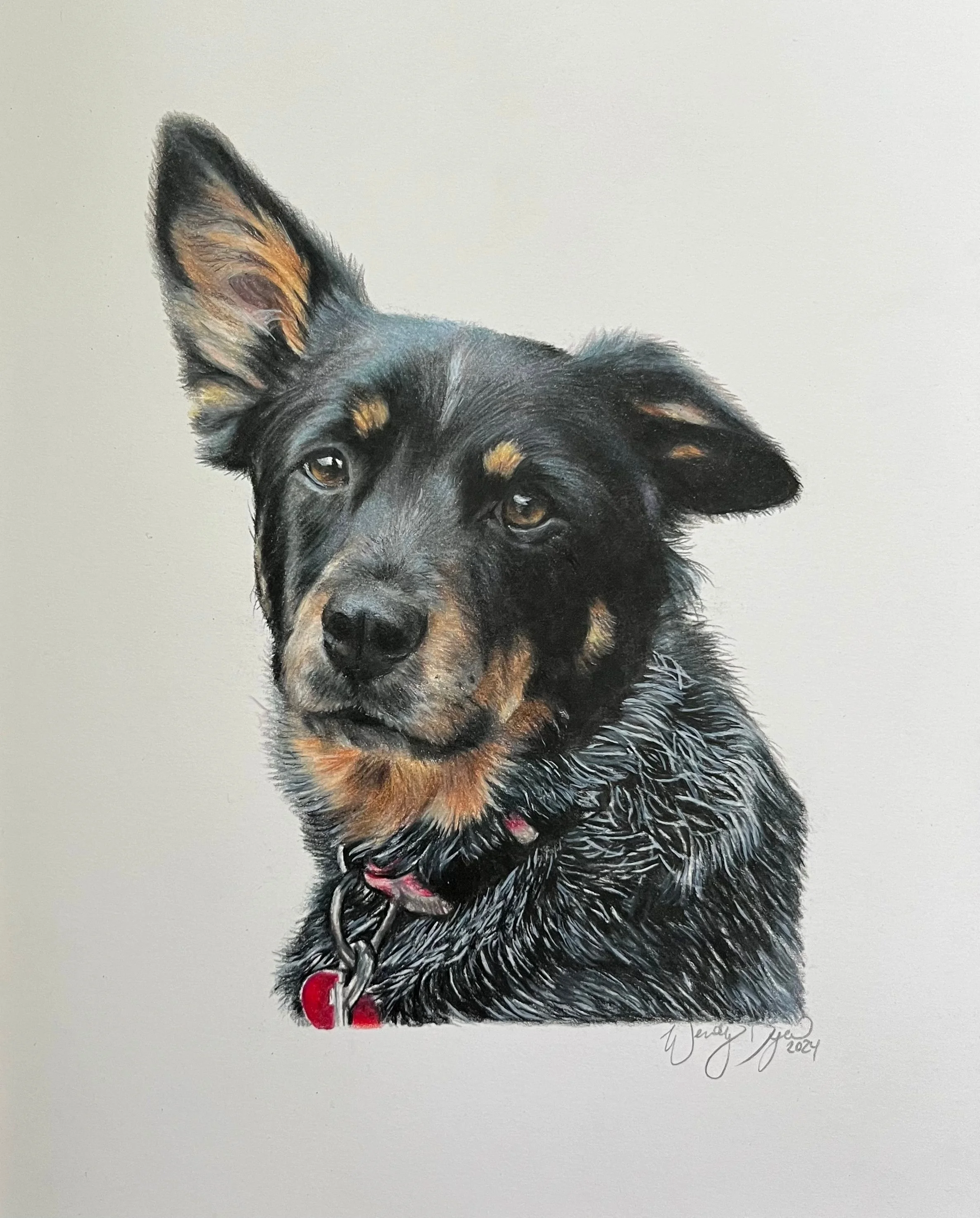 Australian-cattle-dog-colored-pencil-portrait-photorealistic.jpg