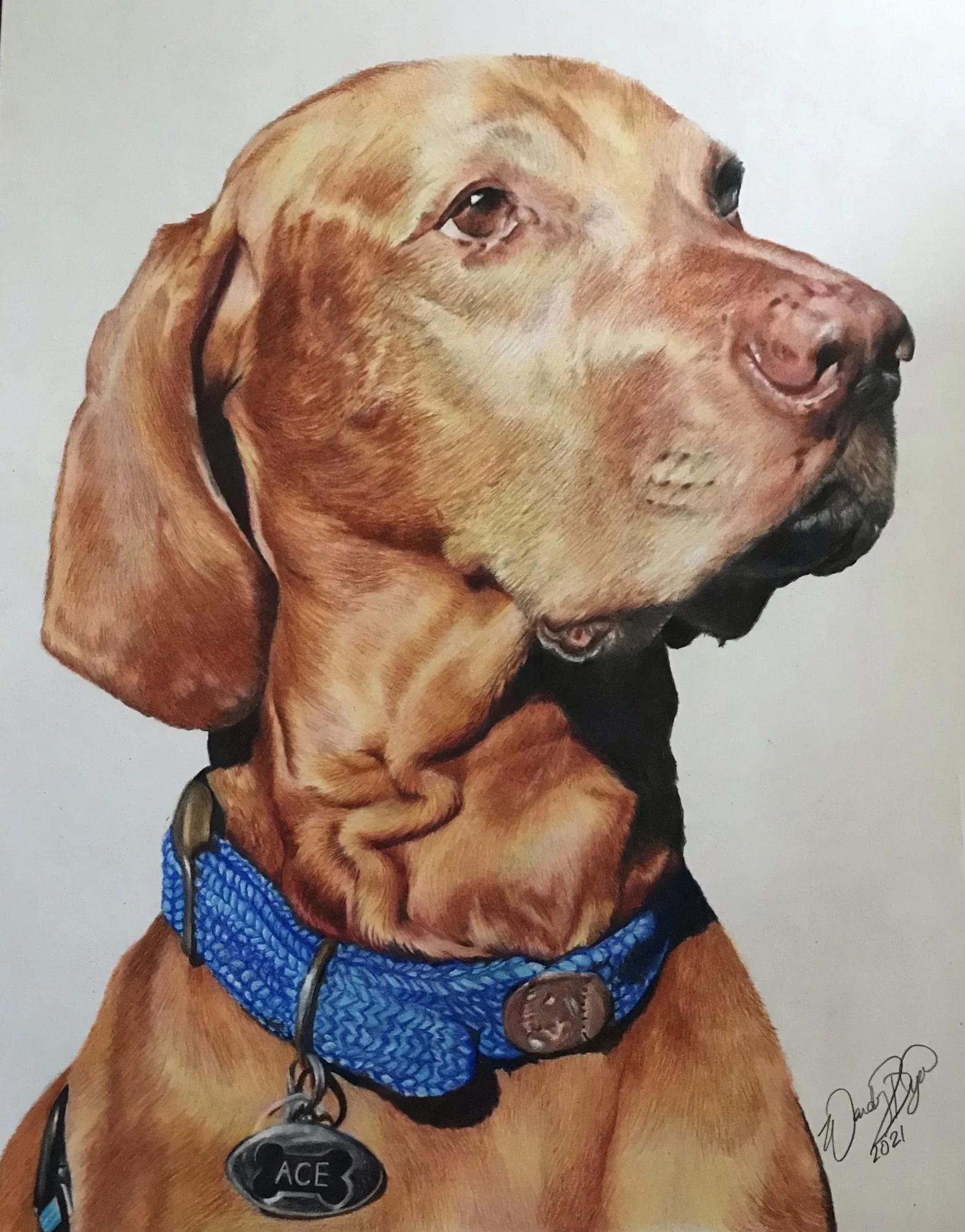 vizsla-dog-drawing-pet-portrait-art-colored-pencil-wendy-dyer.JPEG