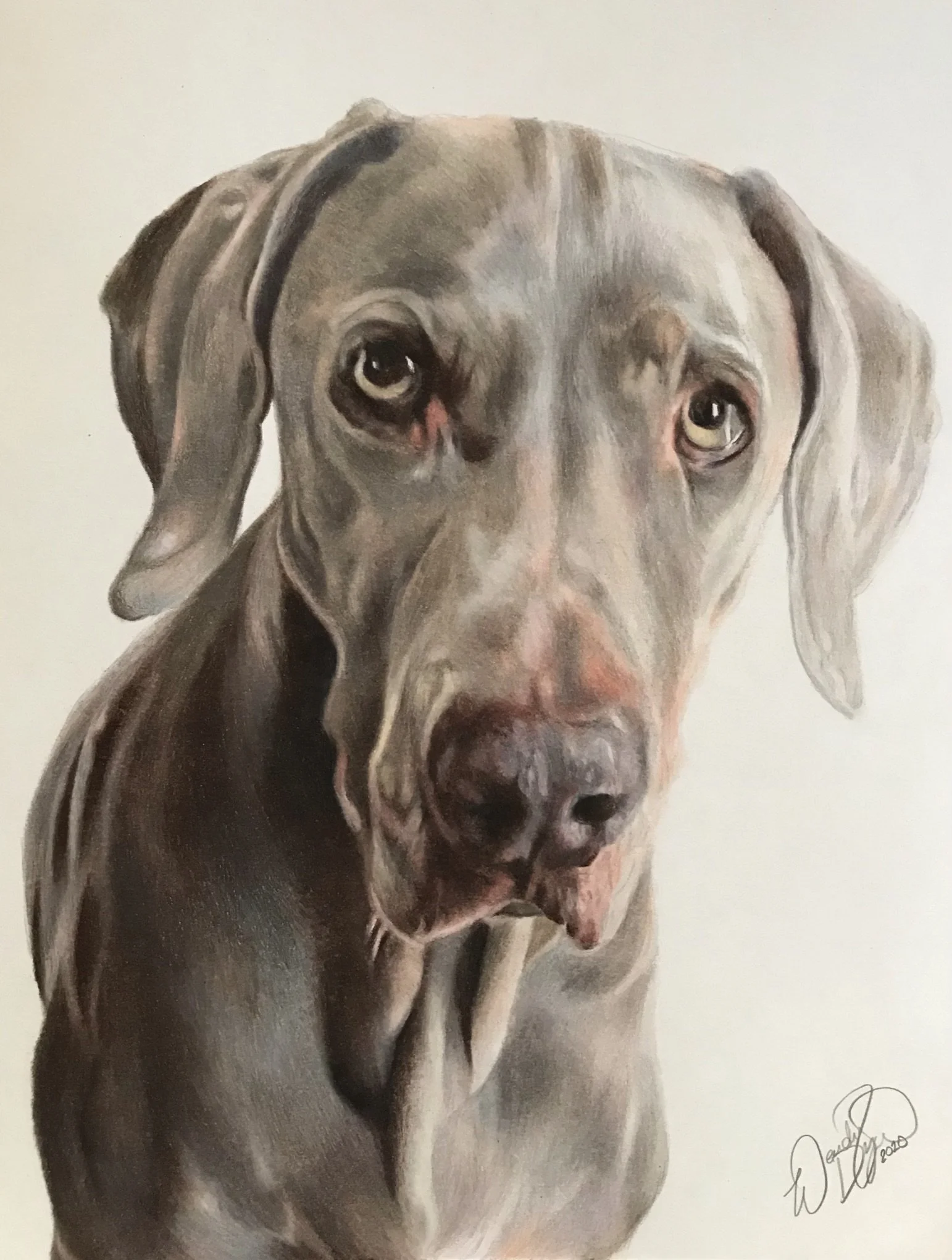 weimaraner-dog-drawing-pet-portrait-art-colored-pencil-photorealism-wendy-dyer.JPEG