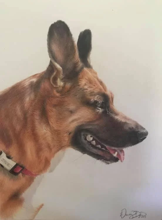 shepherd-mix-photorealism-pet-portrait-art-commission-colored-pencil-wendy-dyer.JPEG