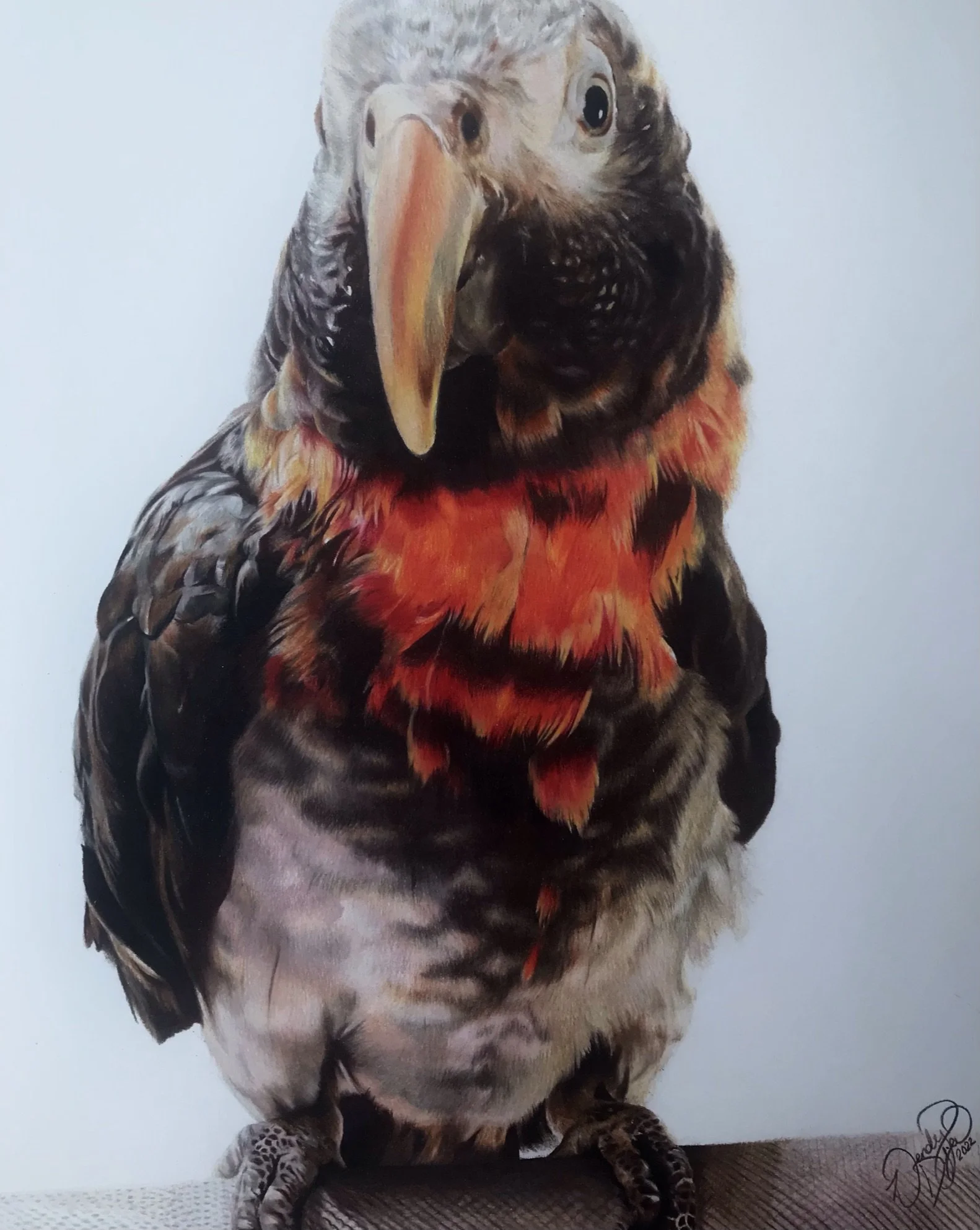 parrot-drawing-photorealism-colored-pencil-portrait-bird.JPEG