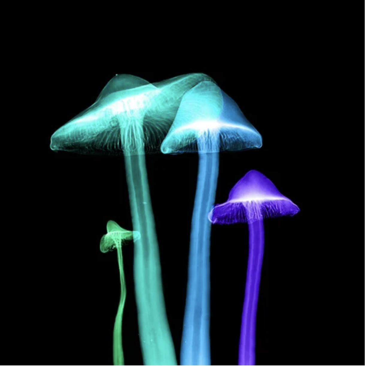 Marin Moms Seek to Block Bill to Decriminalize Hallucinogens