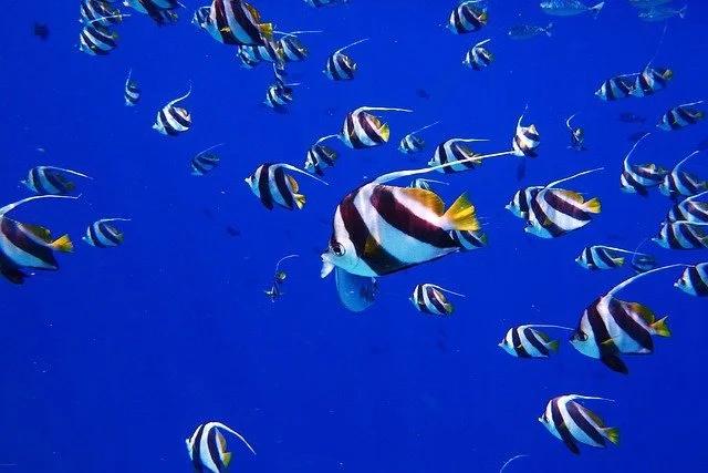 Roatan-Travefy-Photos_15.jpg