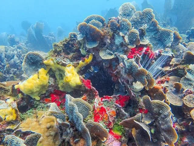 Roatan-Travefy-Photos_20.jpg