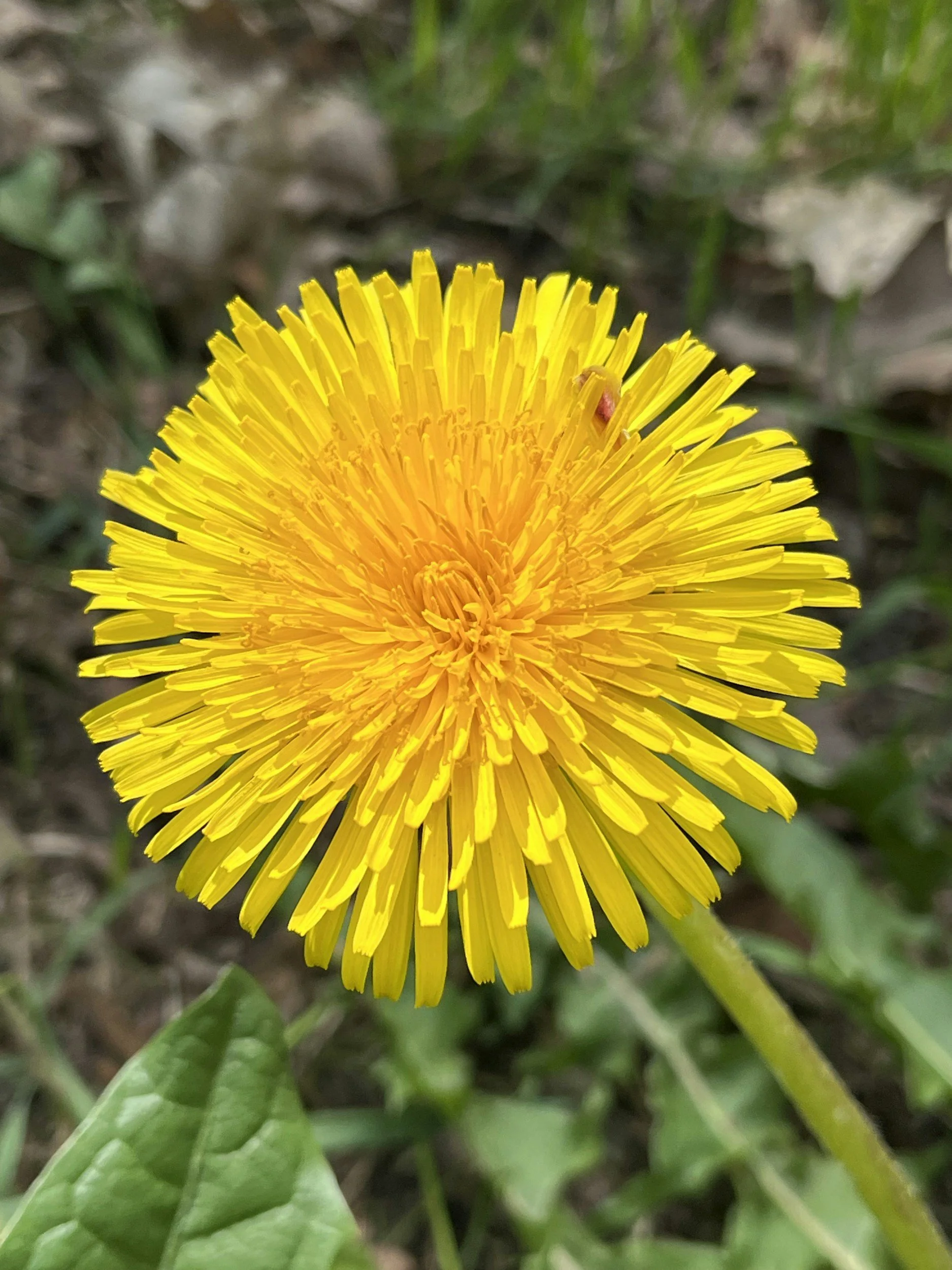 A dandelion