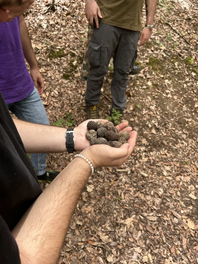 A handful of fresh truffles found on the truffle hunt
