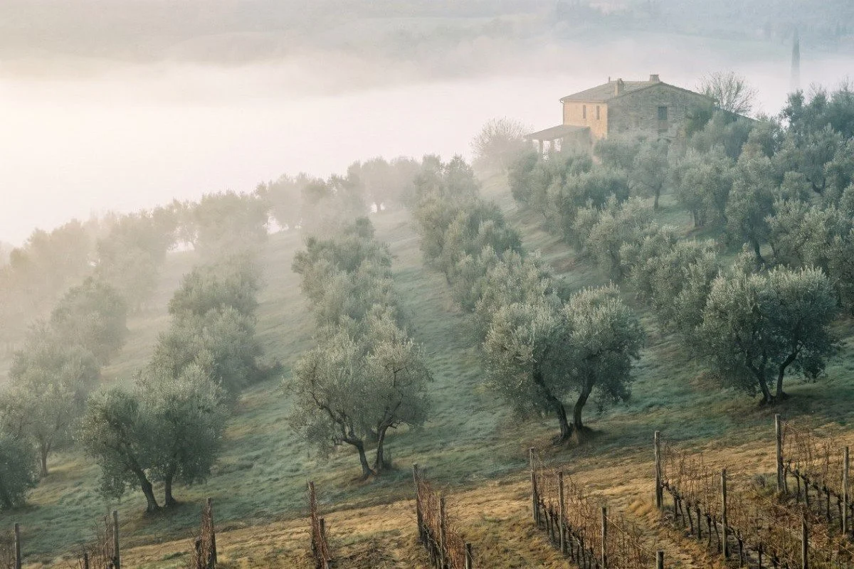 Morning fog lifting off olive groves on a Tuscan hillside in November