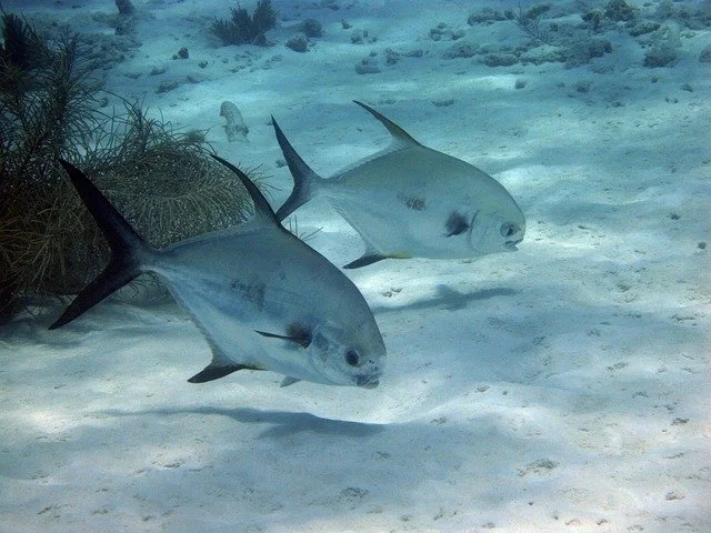 Roatan-Travefy-Photos_22.jpg