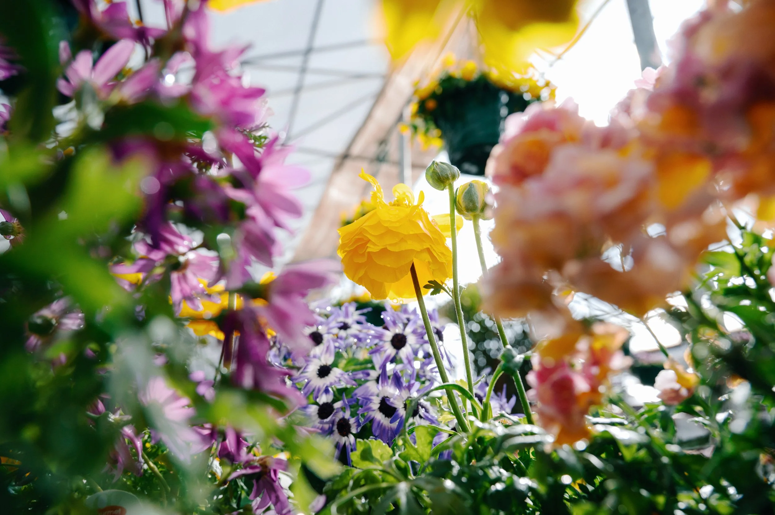 Tagawa Gardens_Client Photos-3.jpg