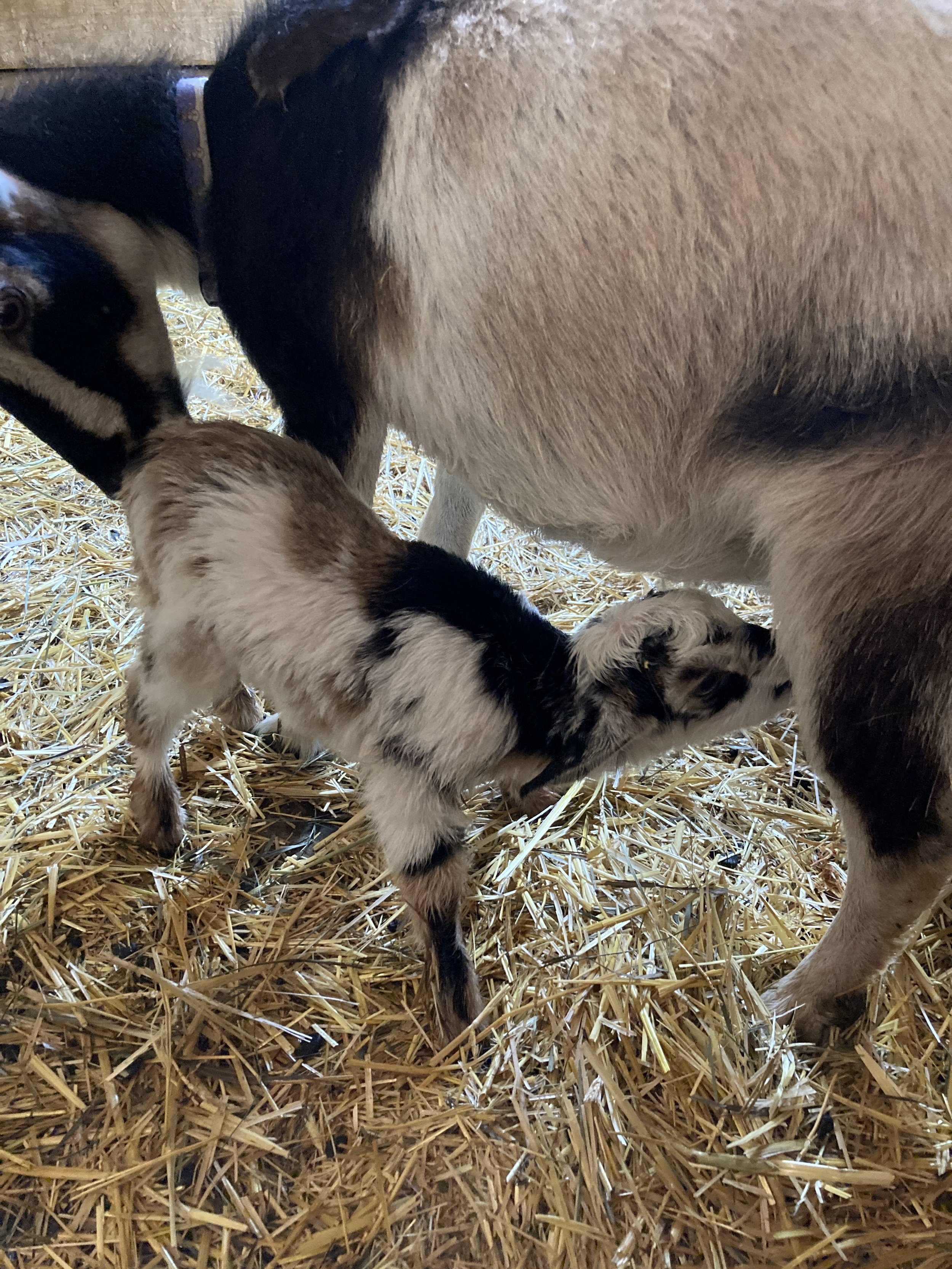 Baby Goats are Due!