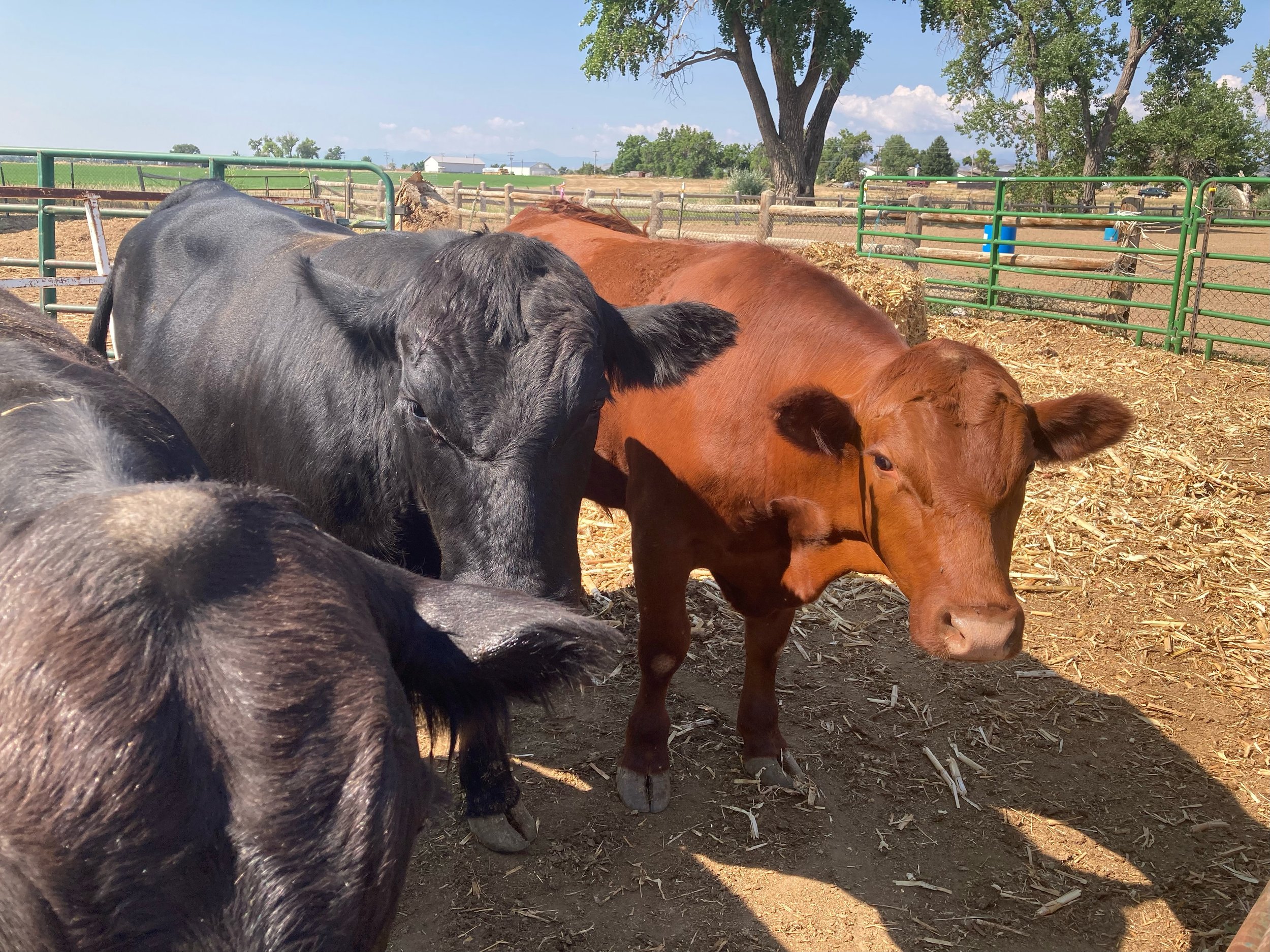 Steers Arriving!