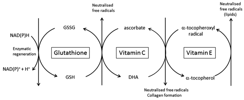 Vitamin C benefits for skin – antioxidant protection and collagen boost