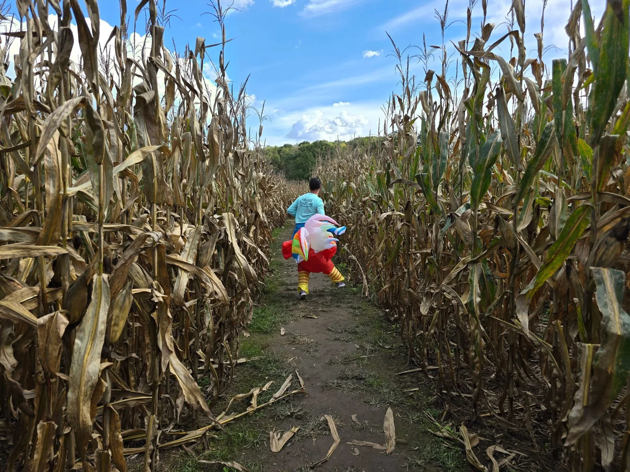 A person dressed as a clown running through a cornfield, with tall dried cornstalks on either side and a blue sky overhead.