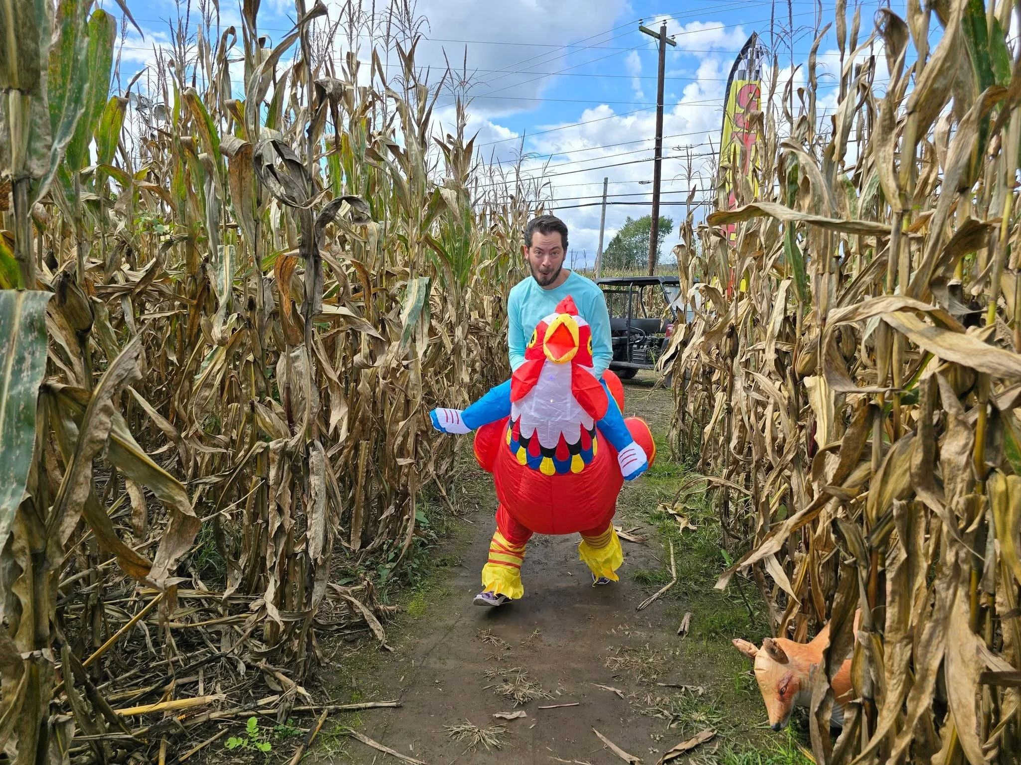 Man wearing a light blue shirt and a colorful chicken costume walking through a cornfield with a distracted pig on the ground nearby.