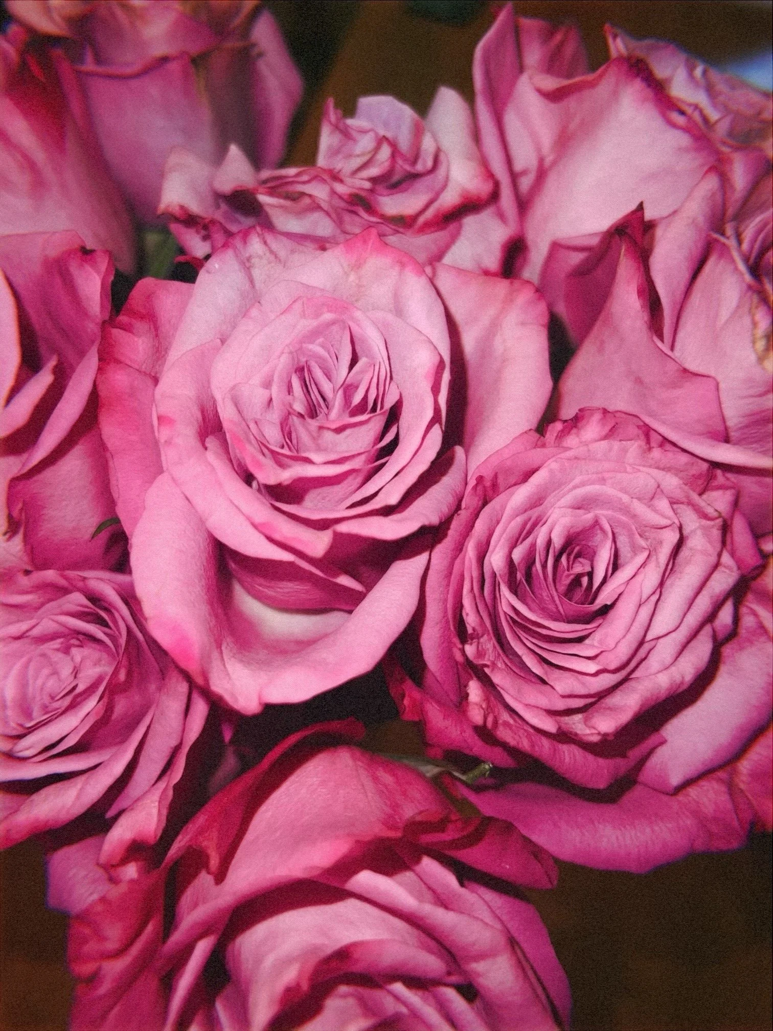 Close-up of pink roses with detailed petals, some with darker edges, set against a dark background.