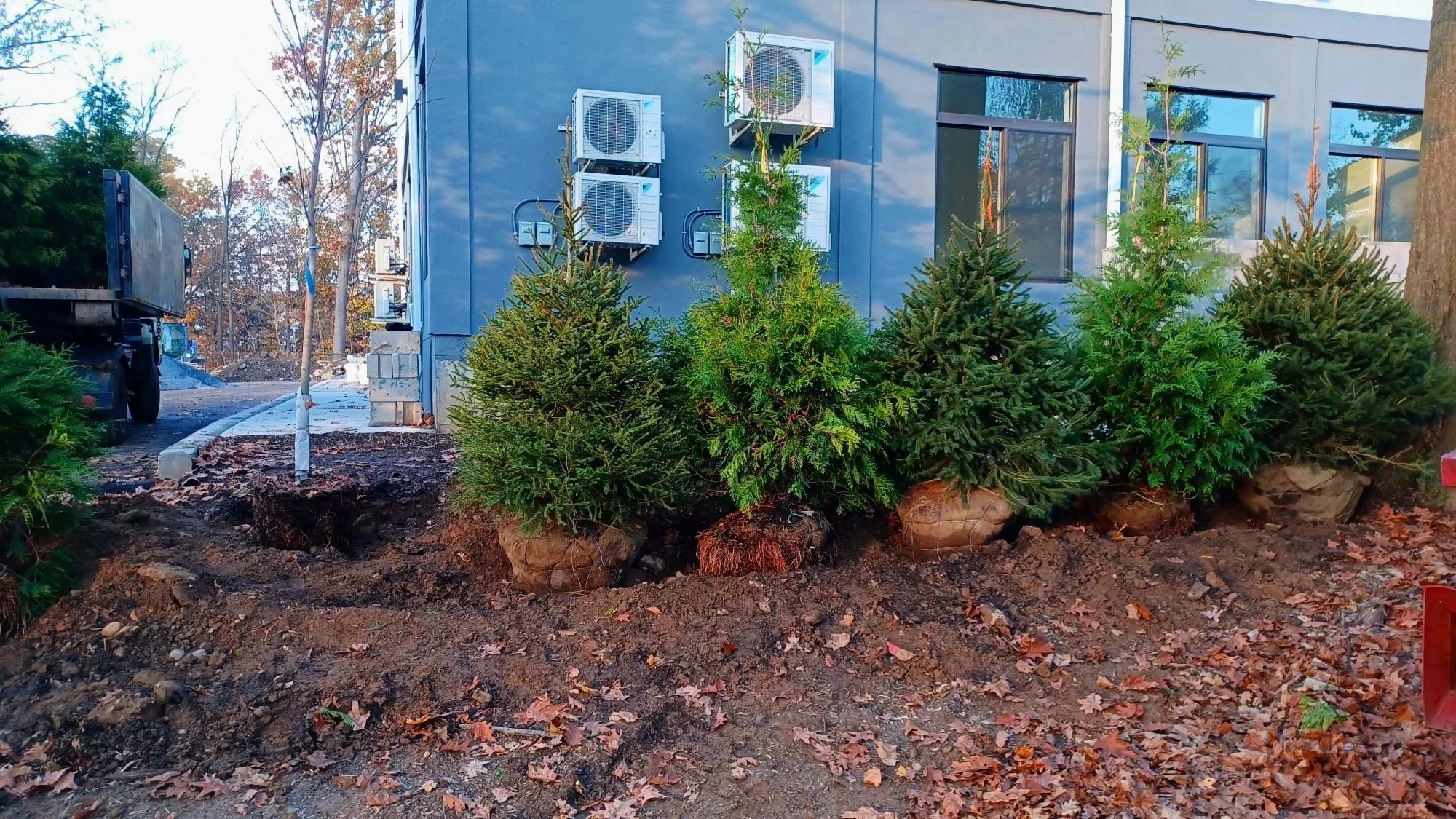 Small evergreen Christmas trees planted outside near a building, with some roots wrapped in burlap, surrounded by dirt and fallen autumn leaves.