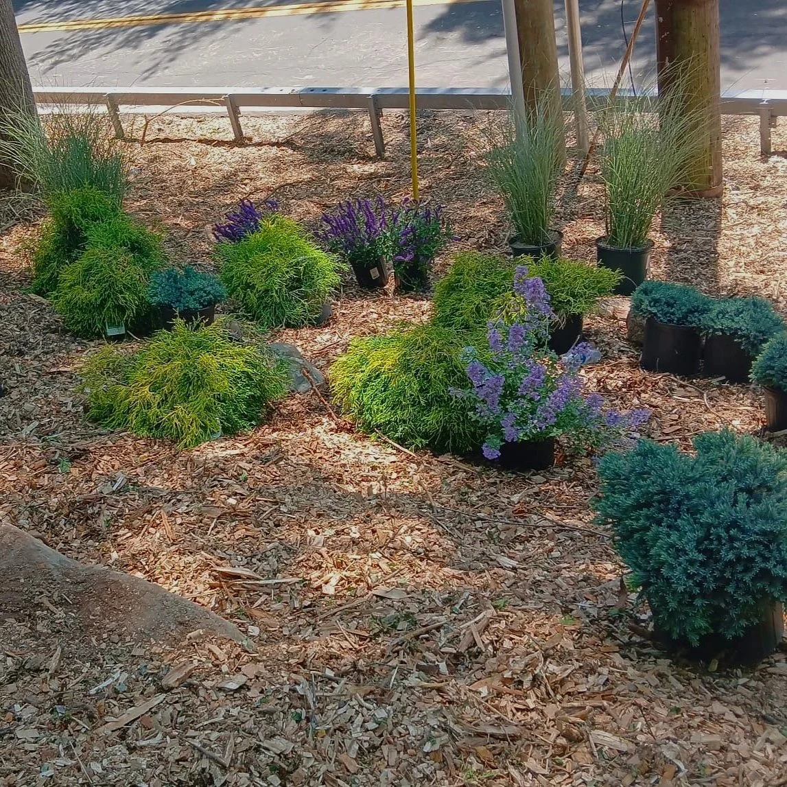 Potted plants and shrubs with purple flowers arranged on bark mulch in front of a sidewalk and wooden posts.